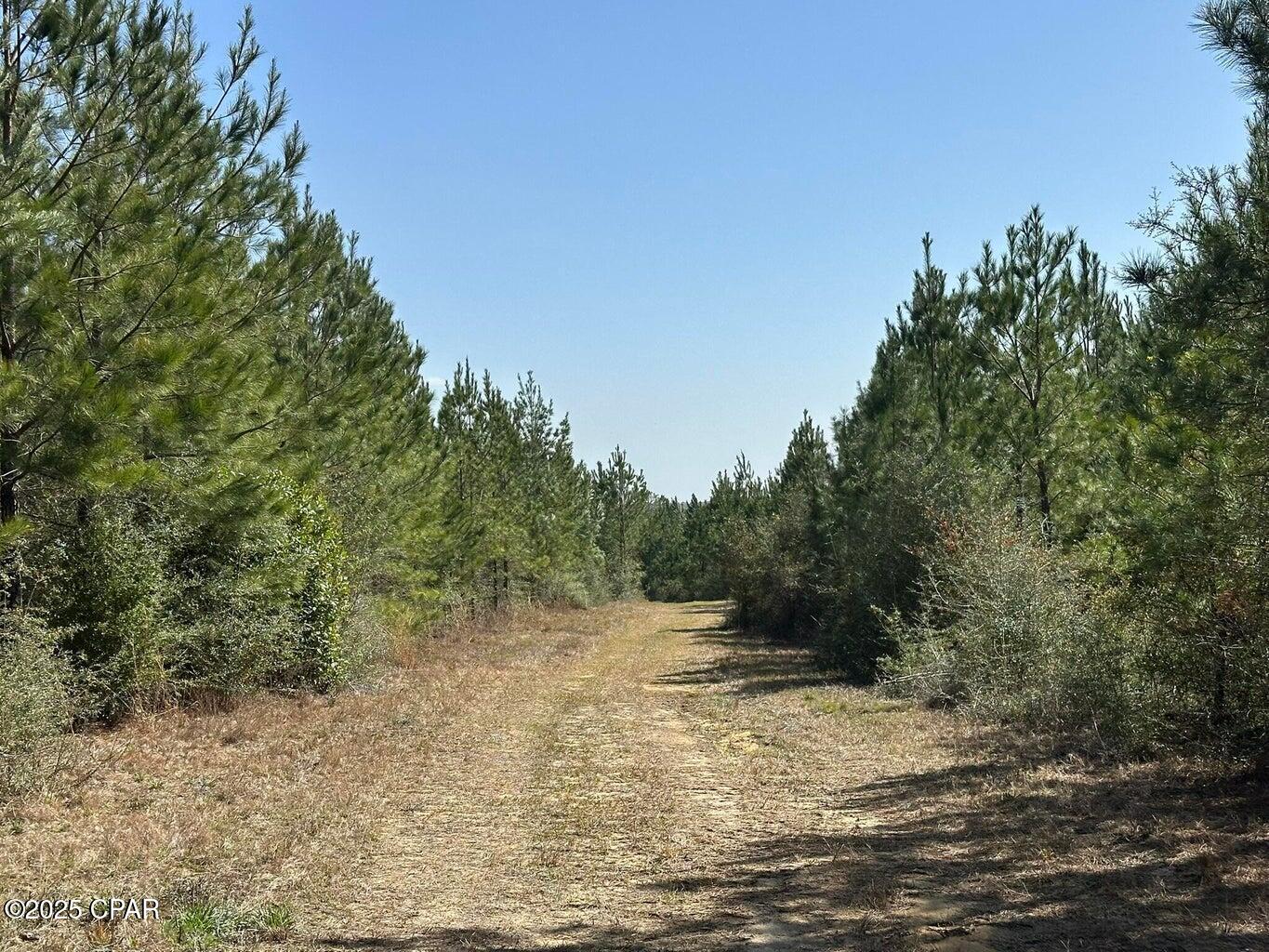 Image 6 For Tract#6416 S Douglas Ferry Road