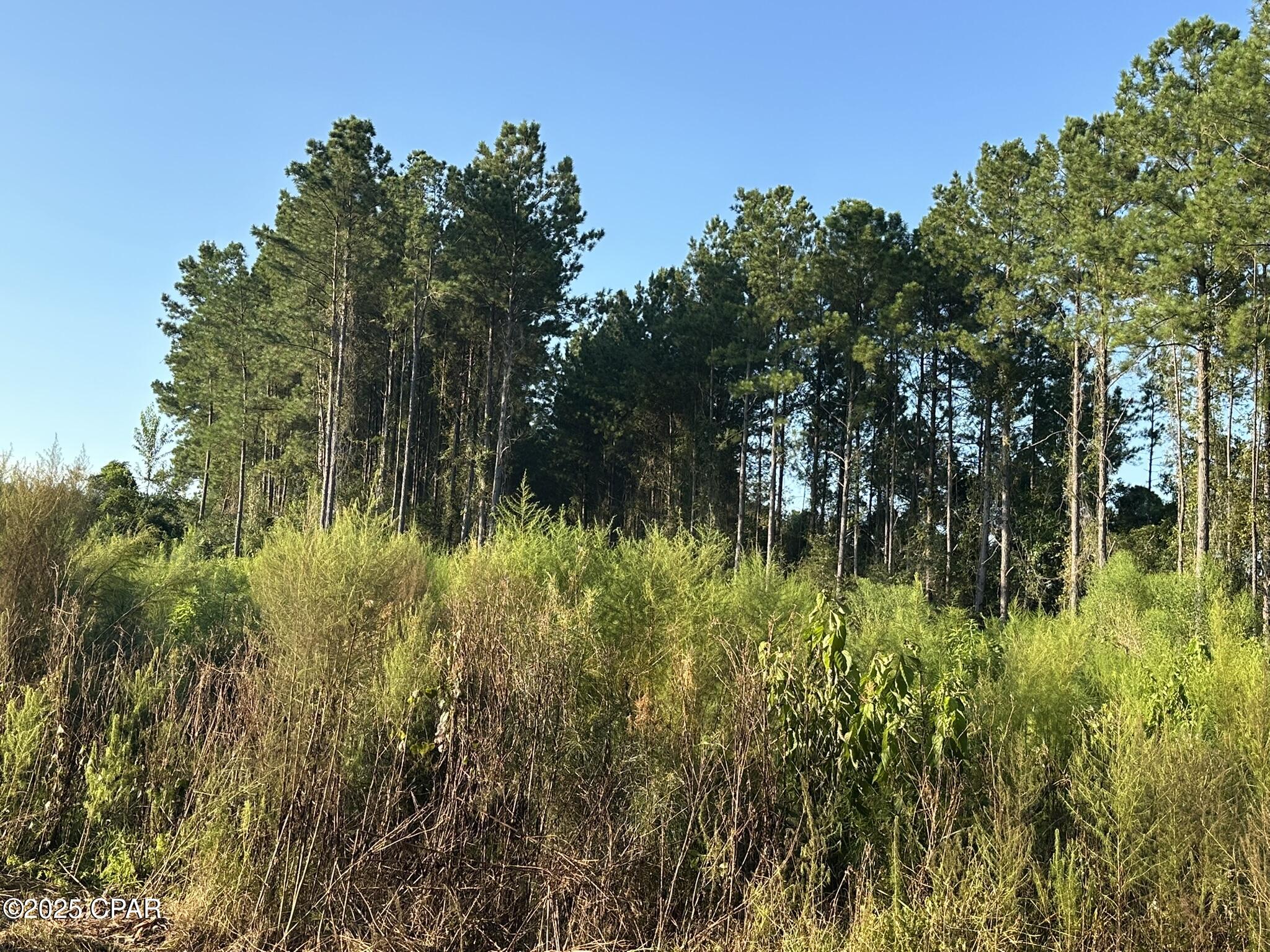 Image 31 For Tract#6201 Doyle Morgan Road