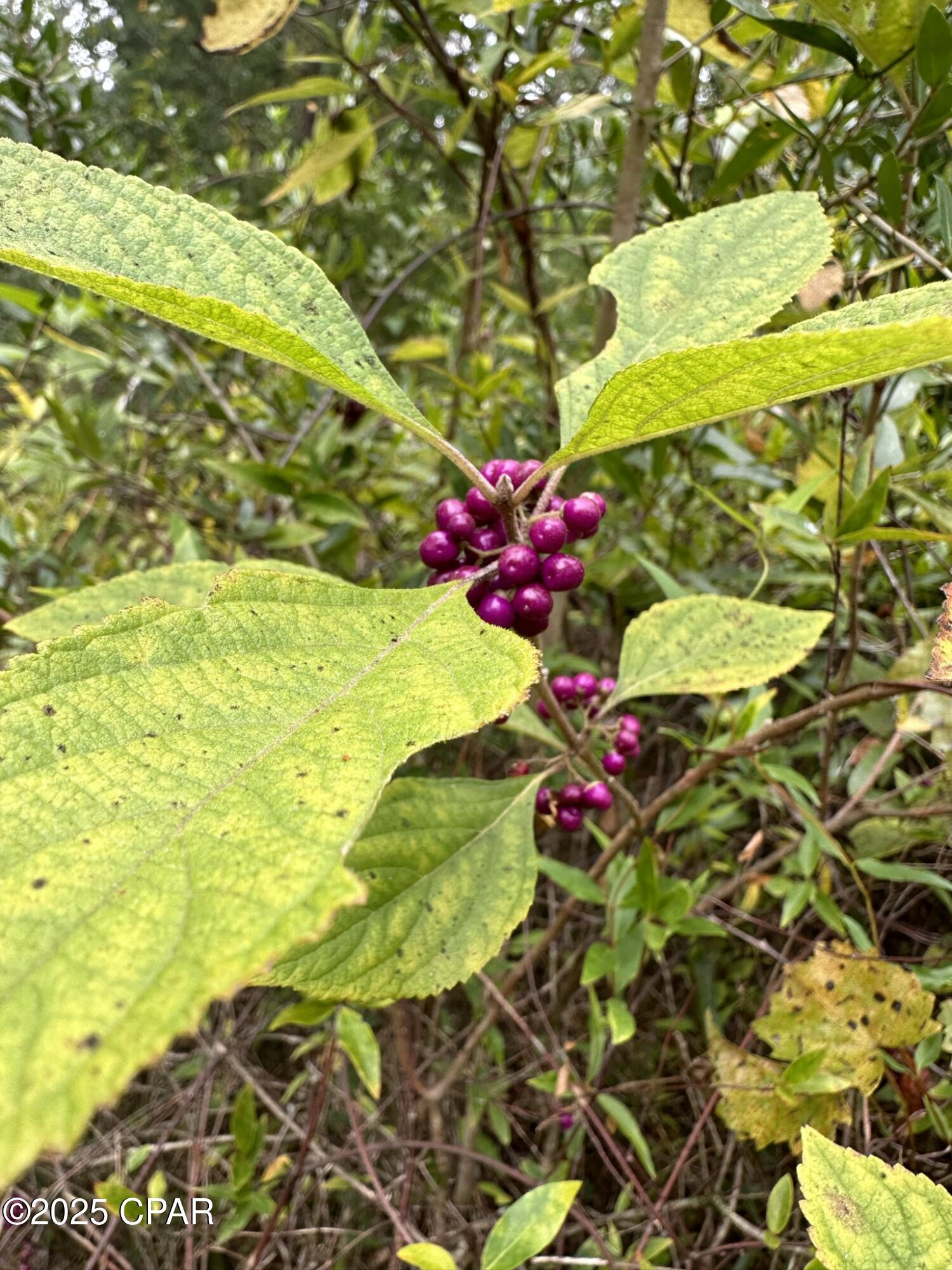 Homes for sale in Caryville, FL | Tract# Mattox Springs Rd #North 2, Caryville, FL 32427 | MLS# 778038