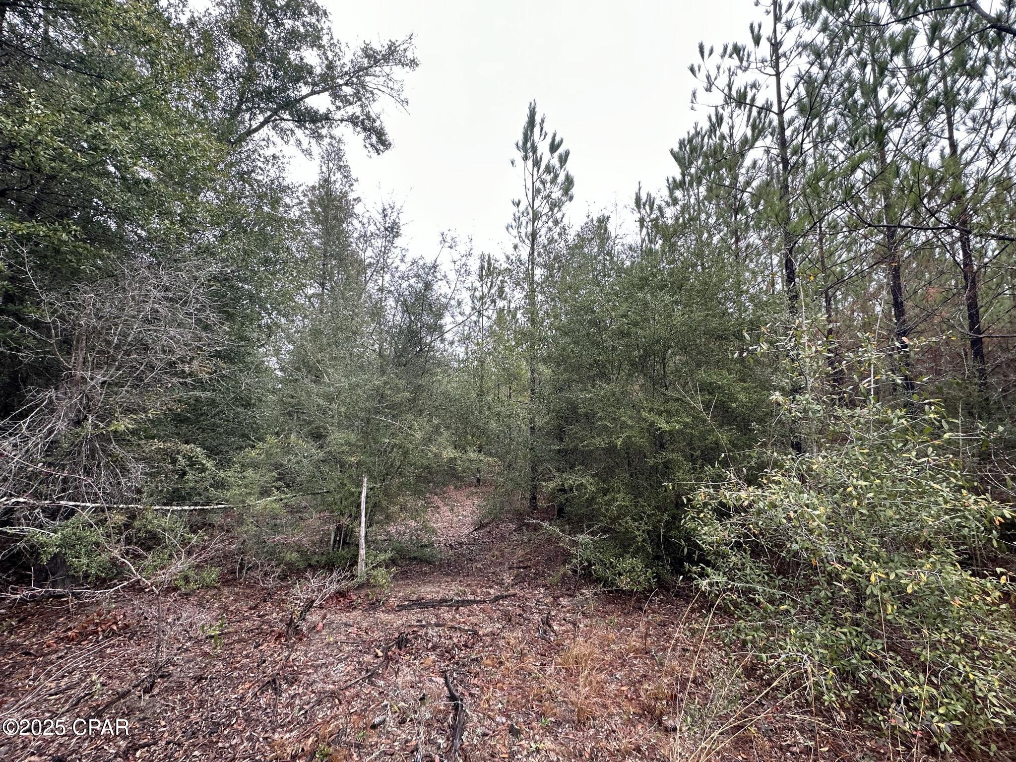 Homes for sale in Caryville, FL | Tract# Mattox Springs Rd #North 2, Caryville, FL 32427 | MLS# 778038