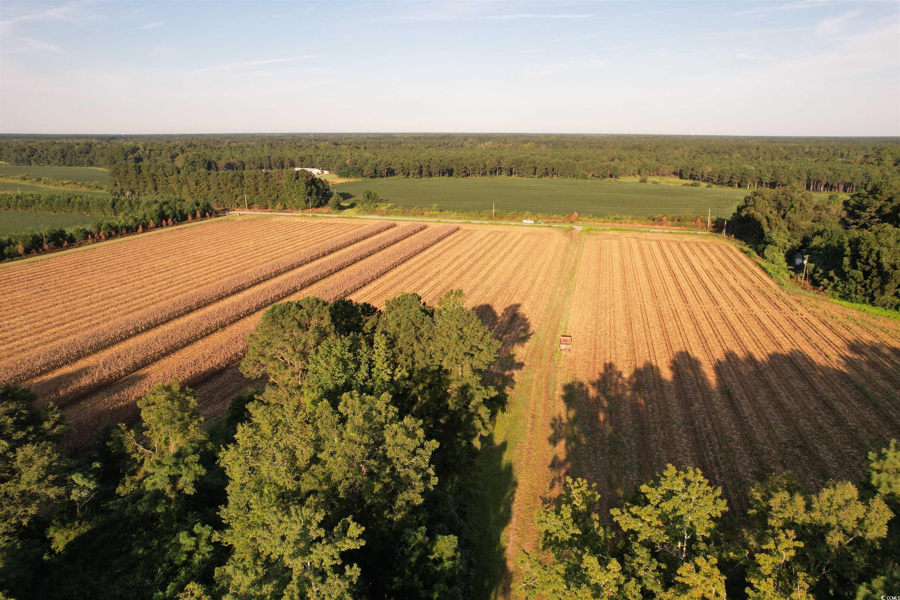 61.77 Acre Marion Church Rd. Salters, SC 29590