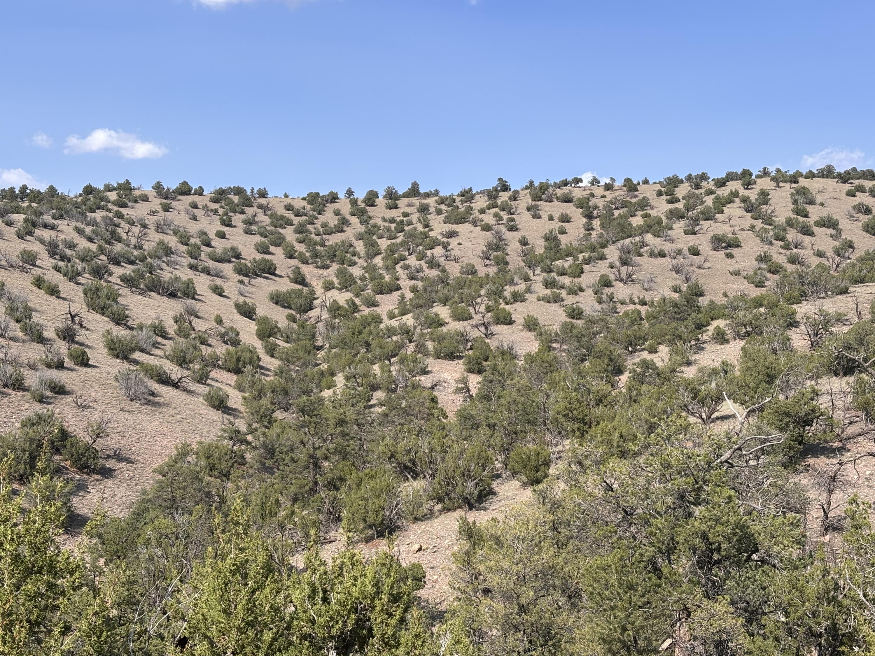 Homes for sale in Magdalena, NM | Lot 153 Pinon Springs Ranch, Magdalena, NM 87825 | MLS# 1090271