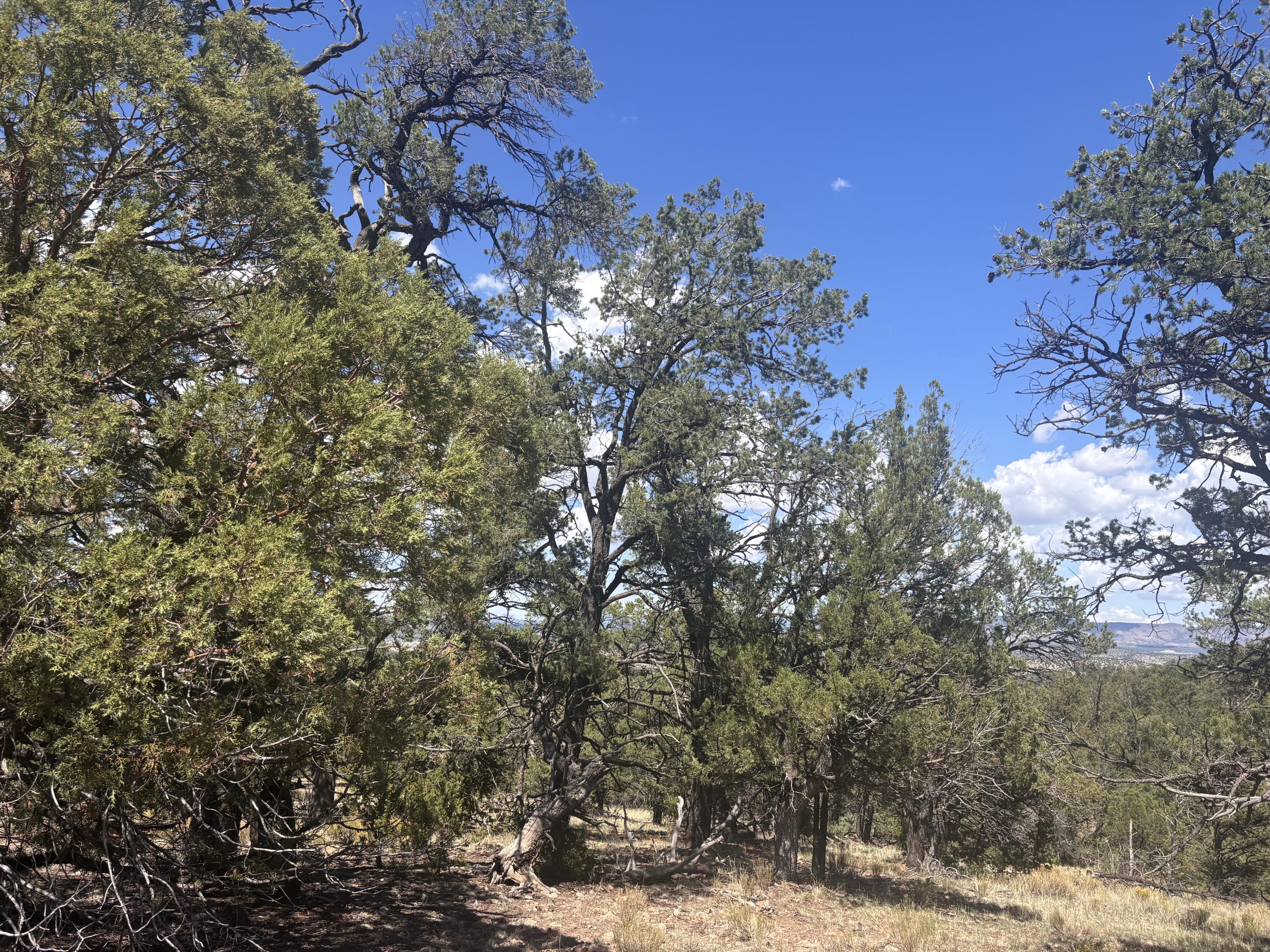 Homes for sale in Datil, NM | Lot 23 Tee Pee Ranch, Datil, NM 87821 | MLS# 1090346