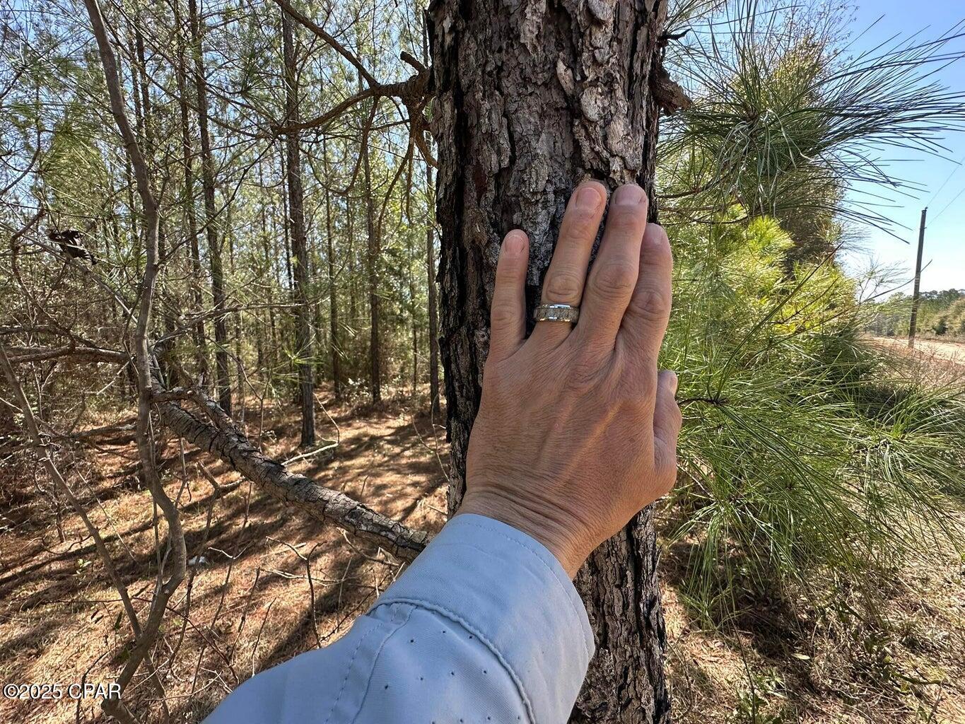 Homes for sale in Caryville, FL | Tract#6418 Ne Mattox Springs Rd, Caryville, FL 32427 | MLS# 778224