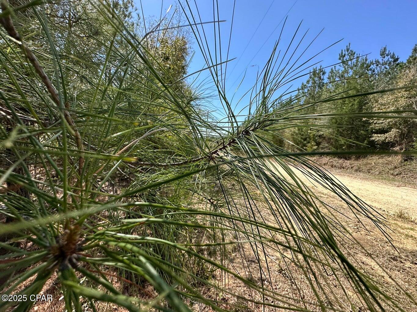 Image 4 For Tract#6418 Ne Mattox Springs Road