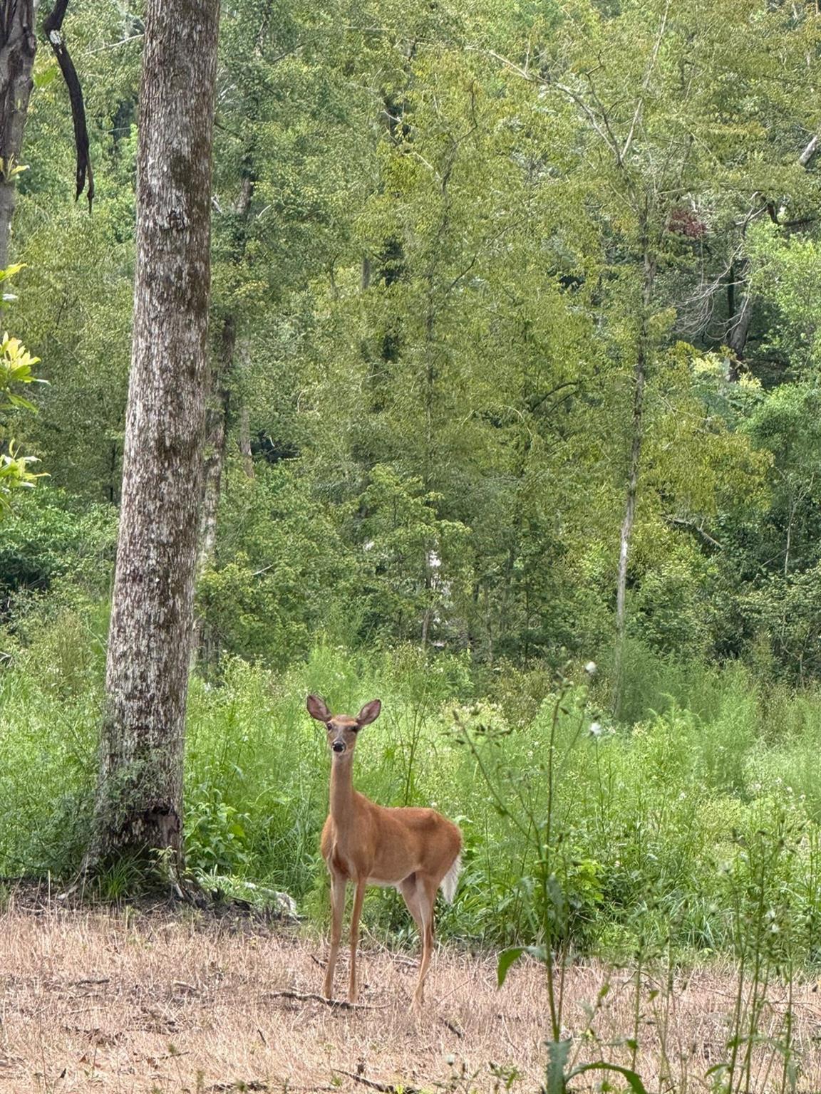 Homes for sale in Fort White, FL | 0 Sw Bumble, Fort White, FL 32038 | MLS# F10523785
