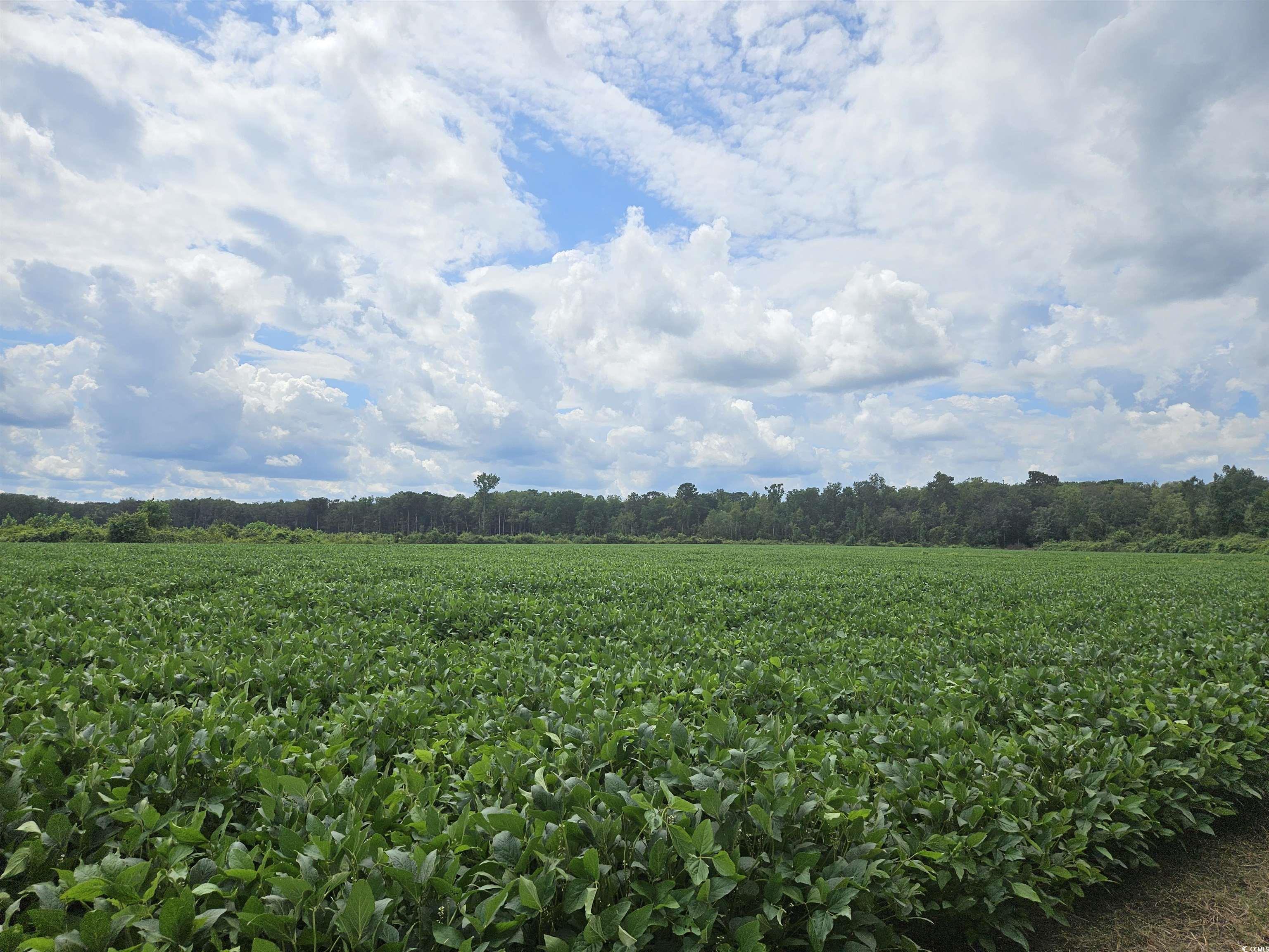 62.88 Acre Farguson Rd. Nichols, SC 29581