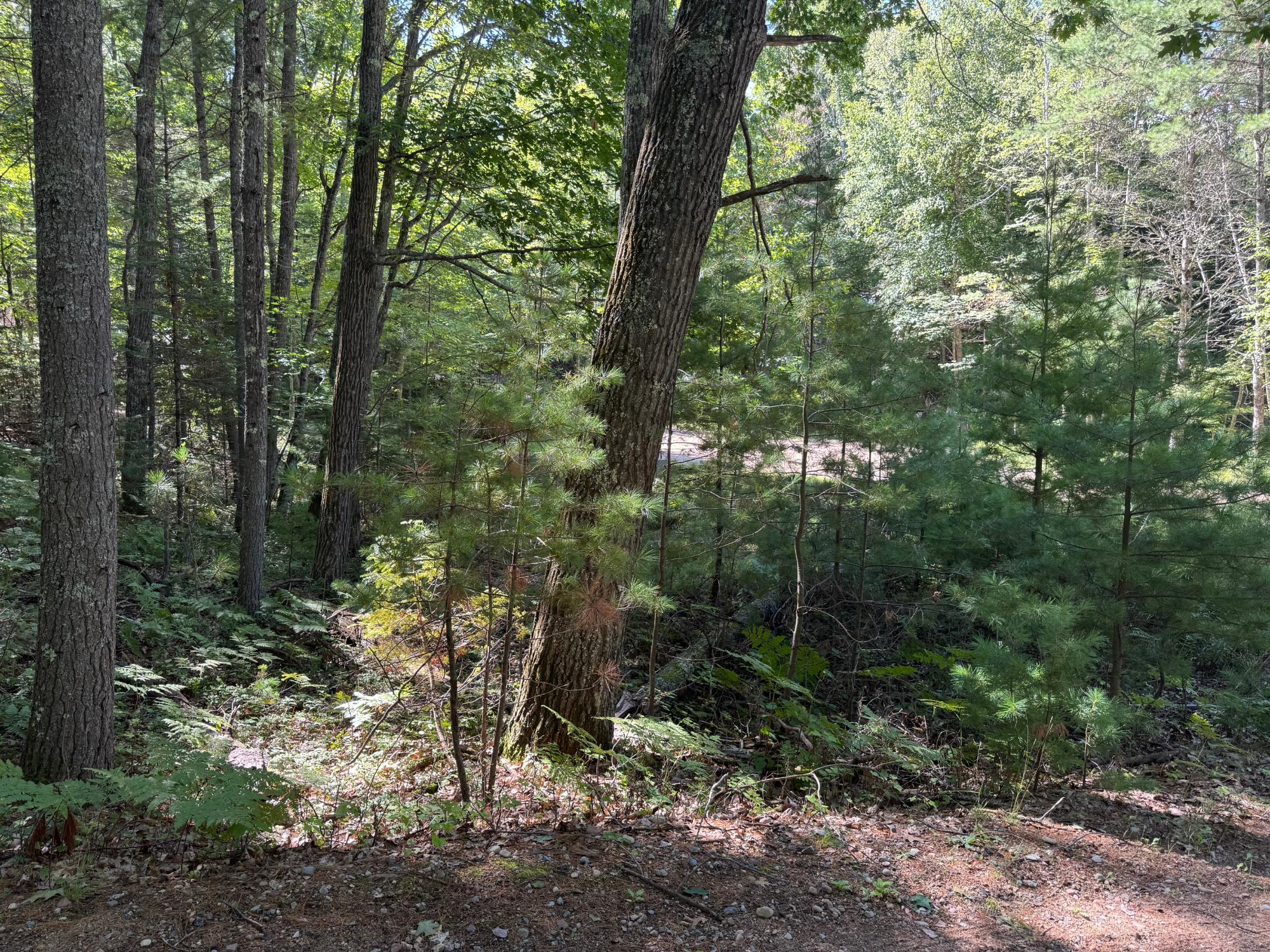 Arbutus Lake Property 4267 Red Pine Dr Photo 10