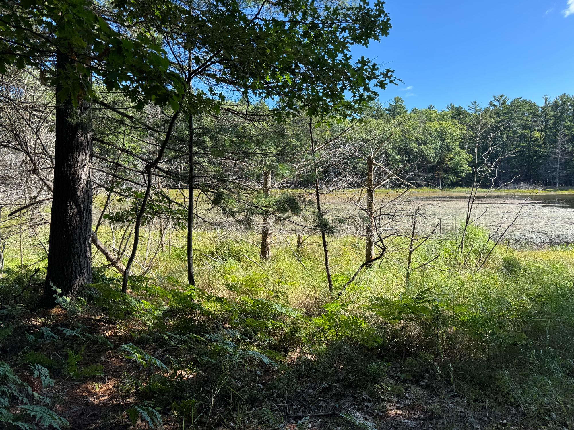 Arbutus Lake Property 4267 Red Pine Dr Photo 4