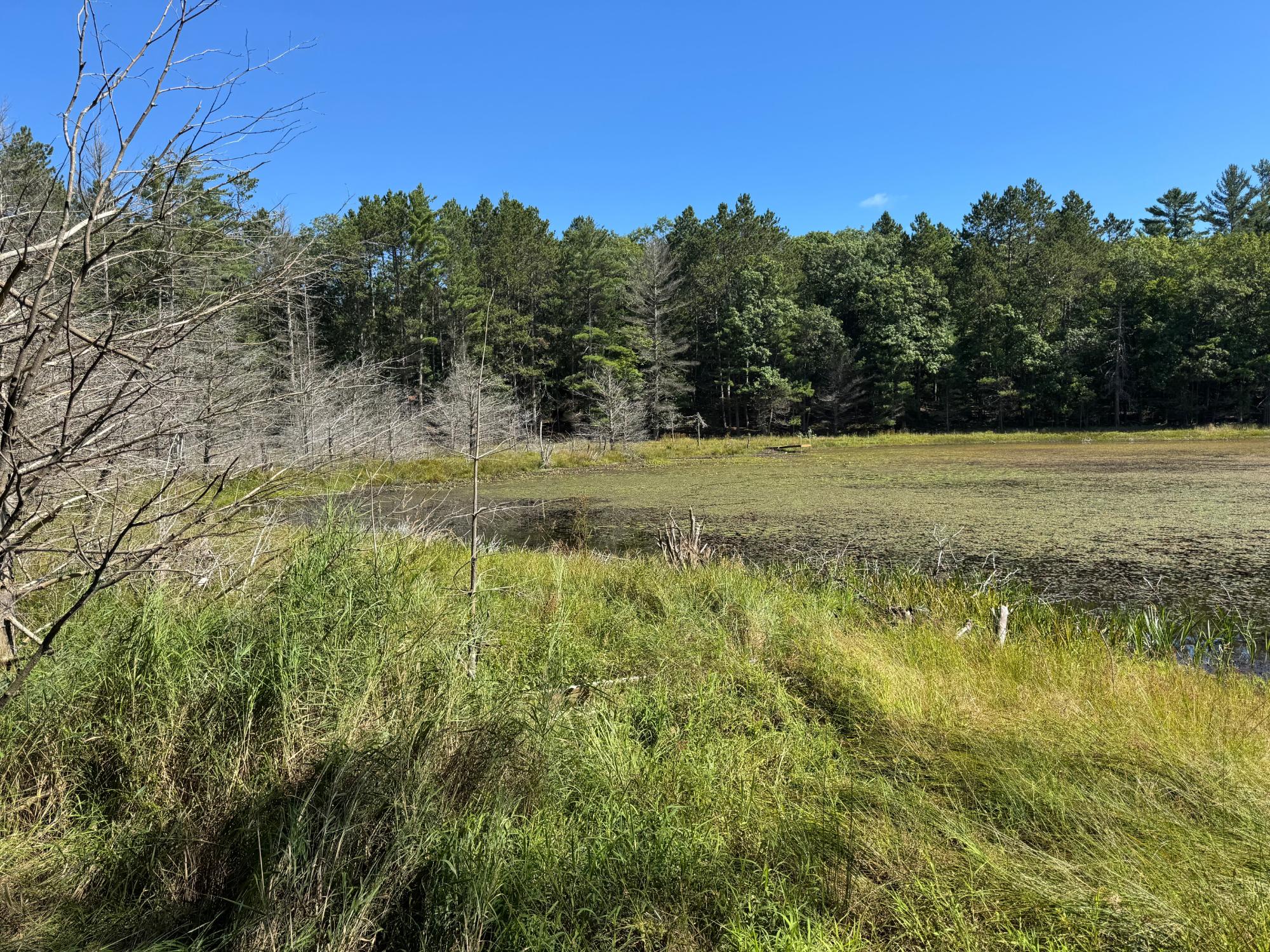 Arbutus Lake Property 4267 Red Pine Dr Photo 6