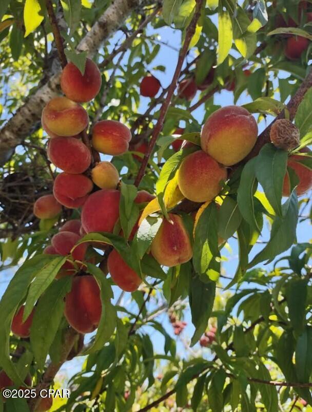 Image 51 For 6940 Yellow Bluff Road