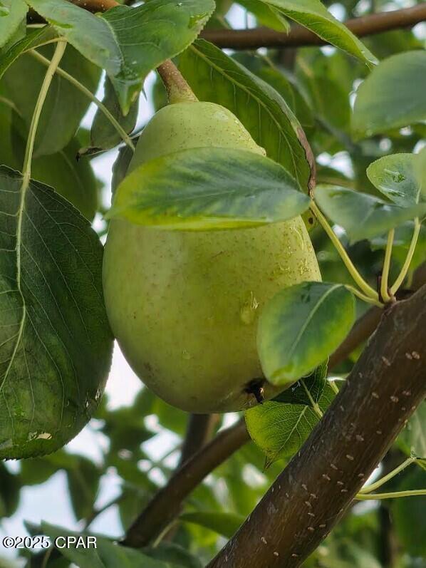 Image 54 For 6940 Yellow Bluff Road