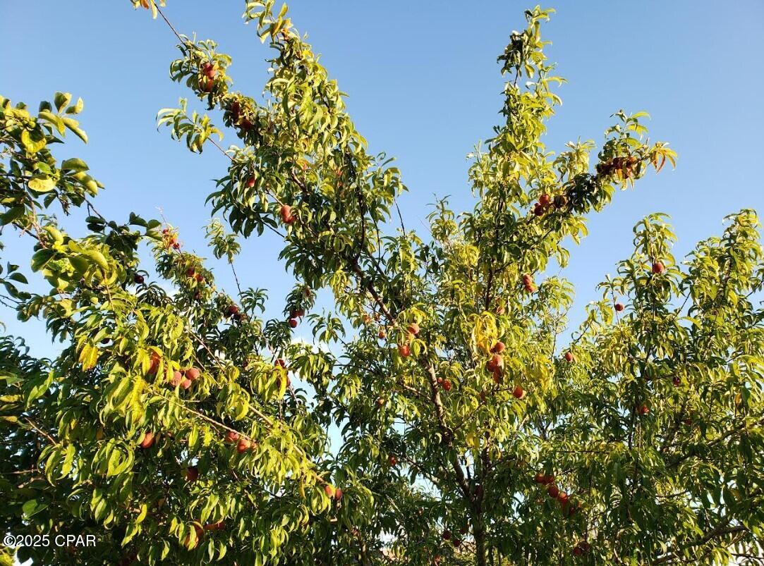 Image 61 For 6940 Yellow Bluff Road