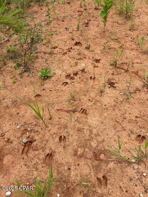 Image 2 For 0 Pt Milligan Road