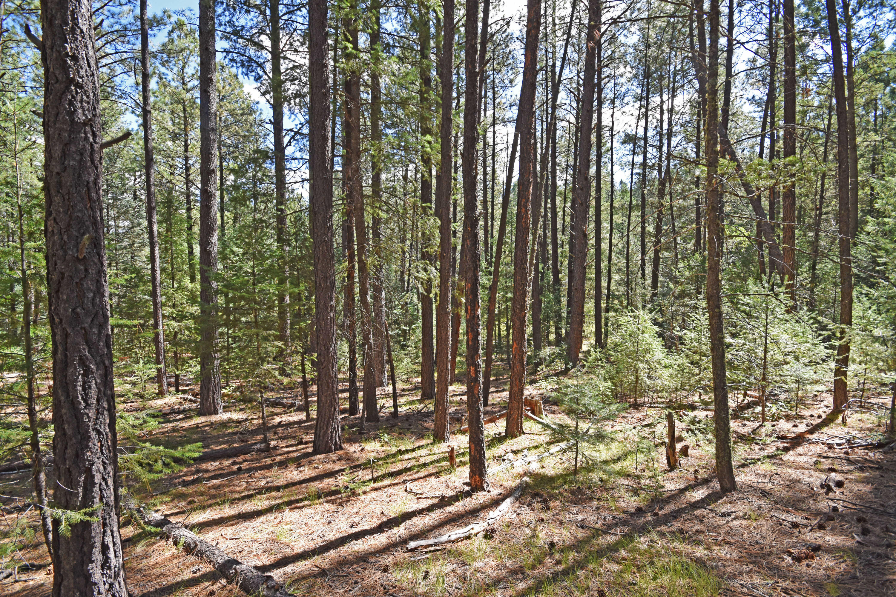 Homes for sale in Jemez Springs, NM | 0 Thomsens Point, Jemez Springs, NM 87025 | MLS# 1091274