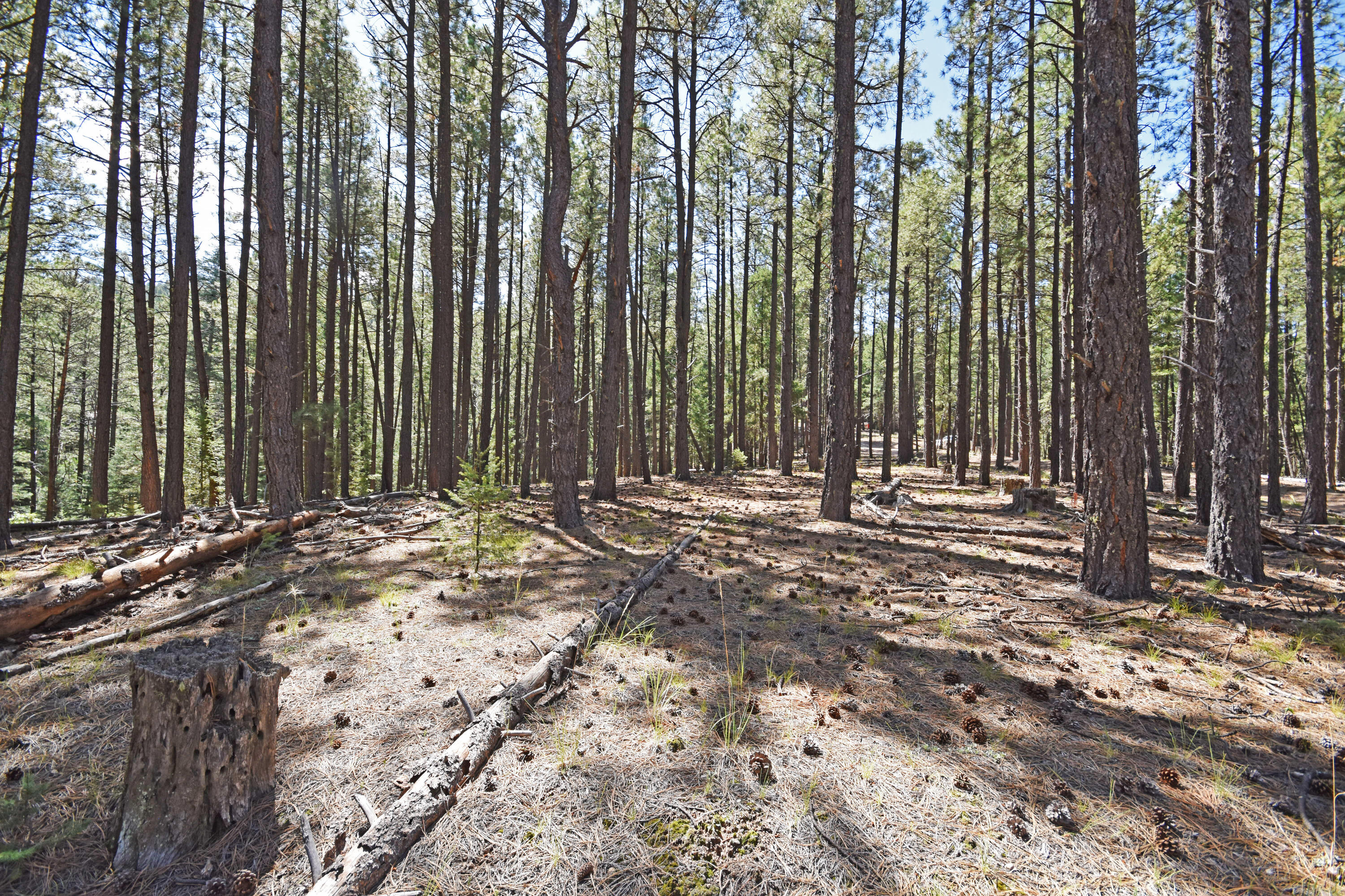 Homes for sale in Jemez Springs, NM | 0 Thomsens Point, Jemez Springs, NM 87025 | MLS# 1091274