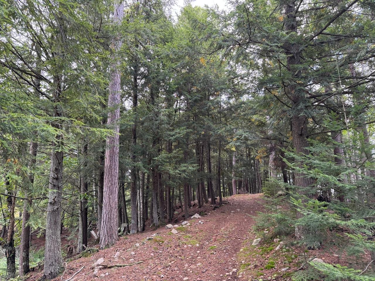 Undocumented Lake Property 1905N Flowage Rd Photo 27