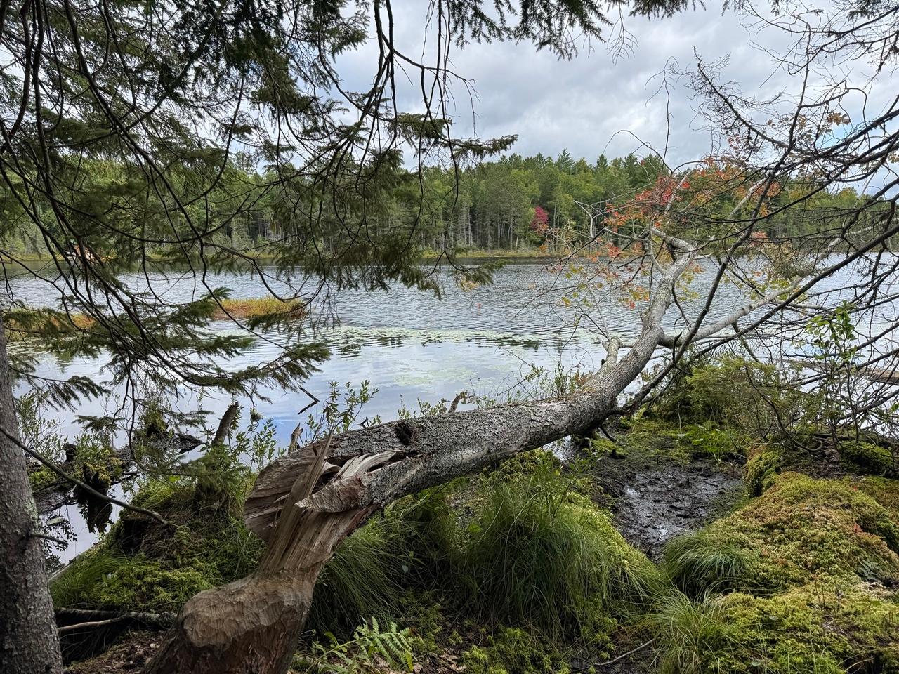 Undocumented Lake Property 1905N Flowage Rd Photo 58