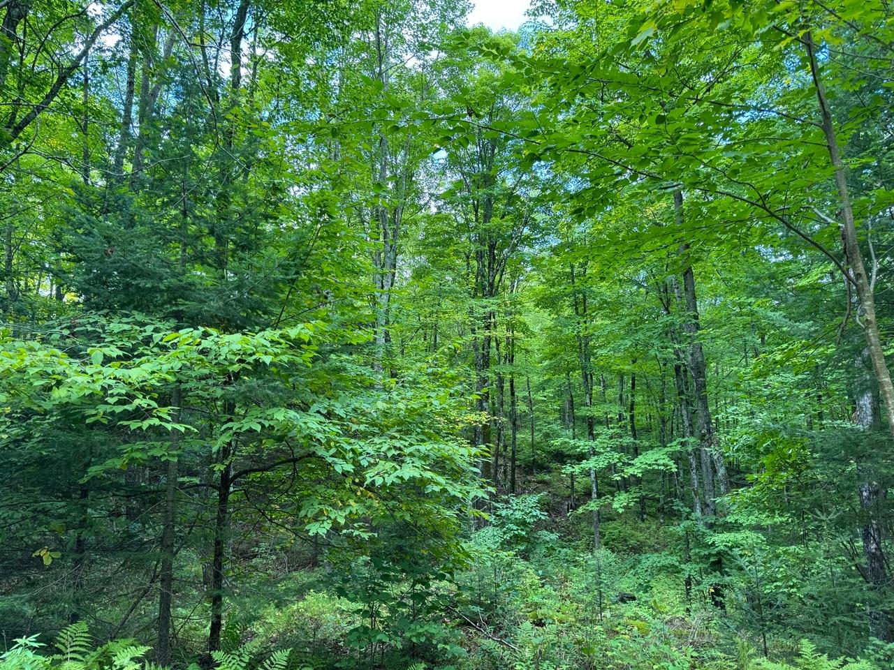 Undocumented Lake Property 1905N Flowage Rd Photo 61