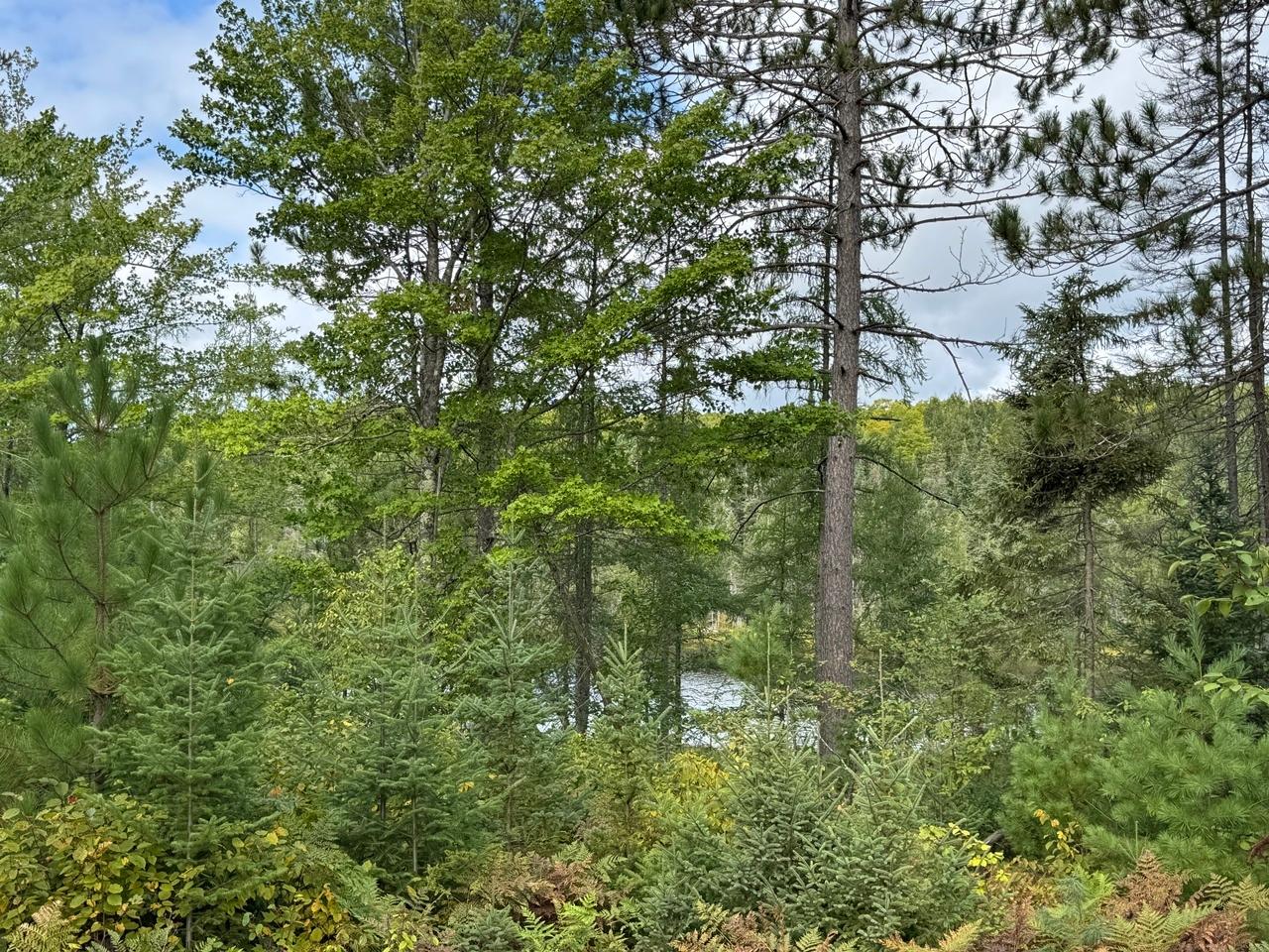 Undocumented Lake Property 1905N Flowage Rd Photo 62