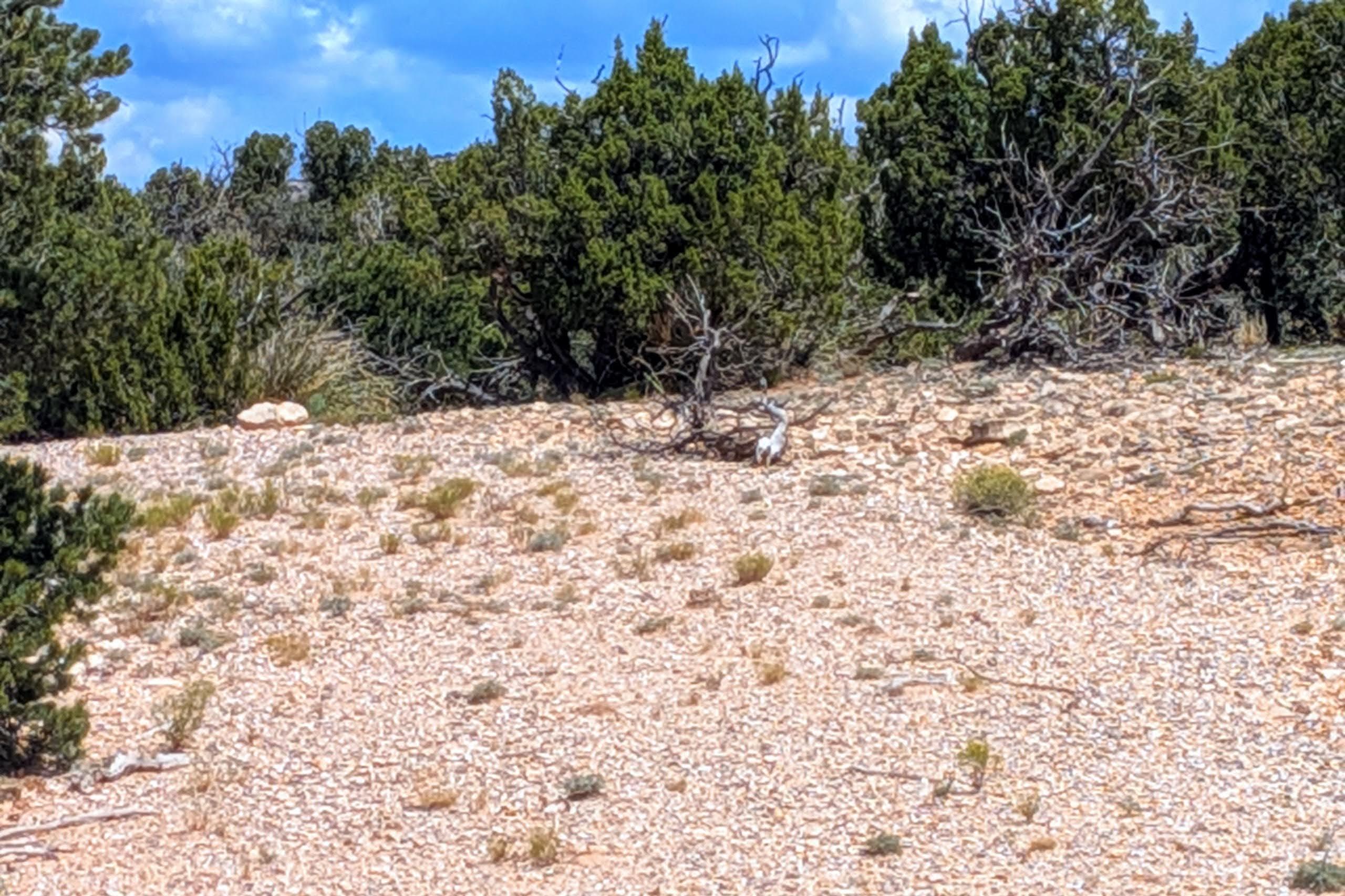 Homes for sale in Mountainair, NM | 10 San Miguel Trl, Mountainair, NM 87036 | MLS# 1091329