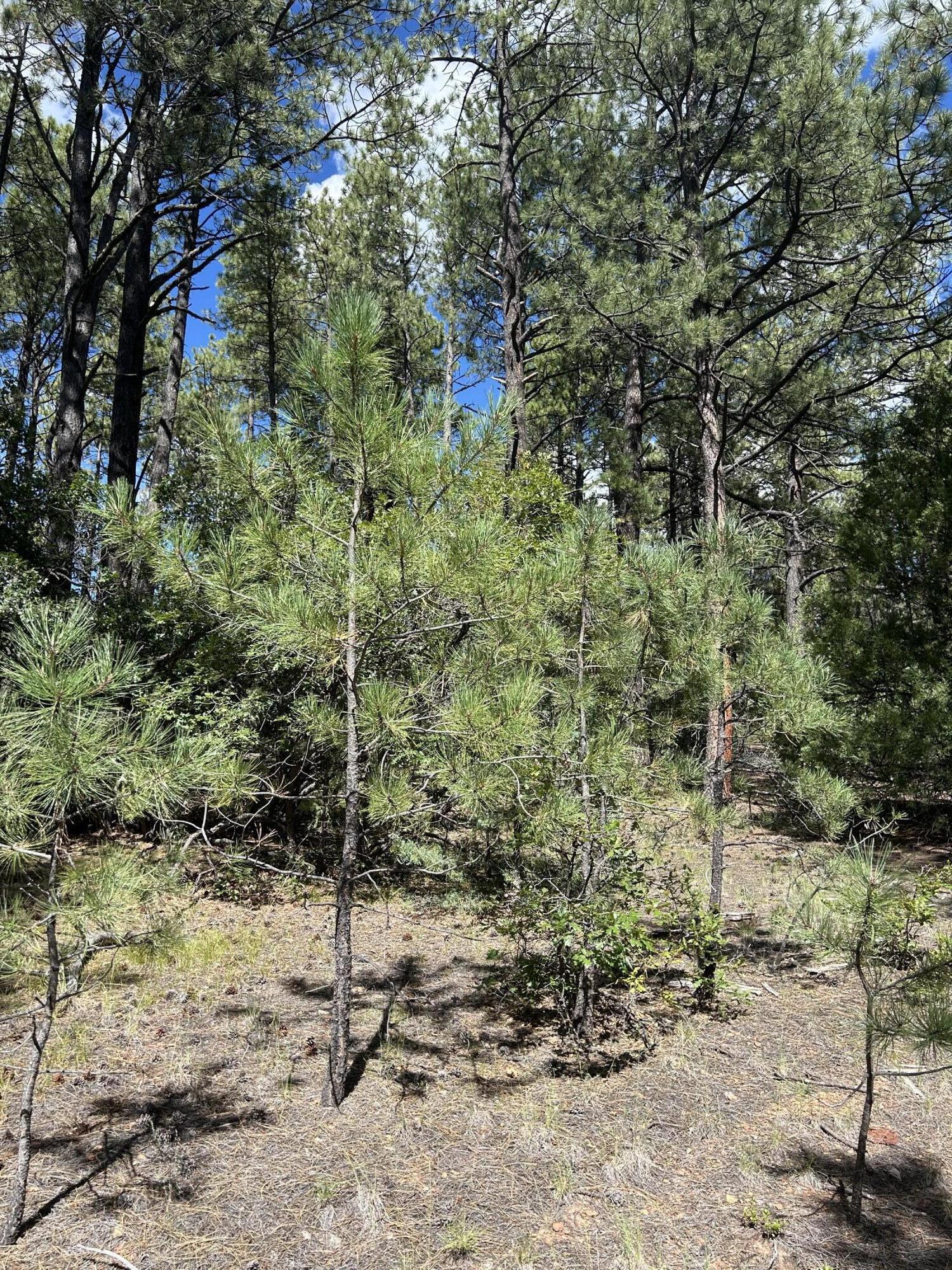Photo 16 —  23 Acre Lot