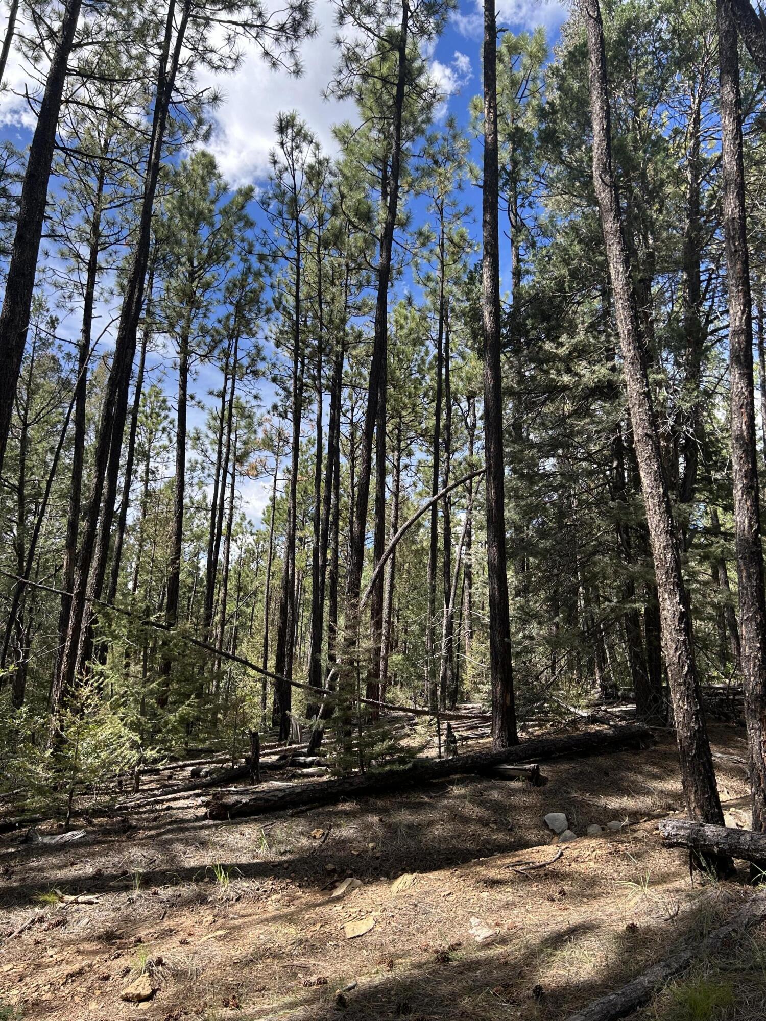 Homes for sale in Pecos, NM | 23 Acre Lot, Pecos, NM 87552 | MLS# 1091332