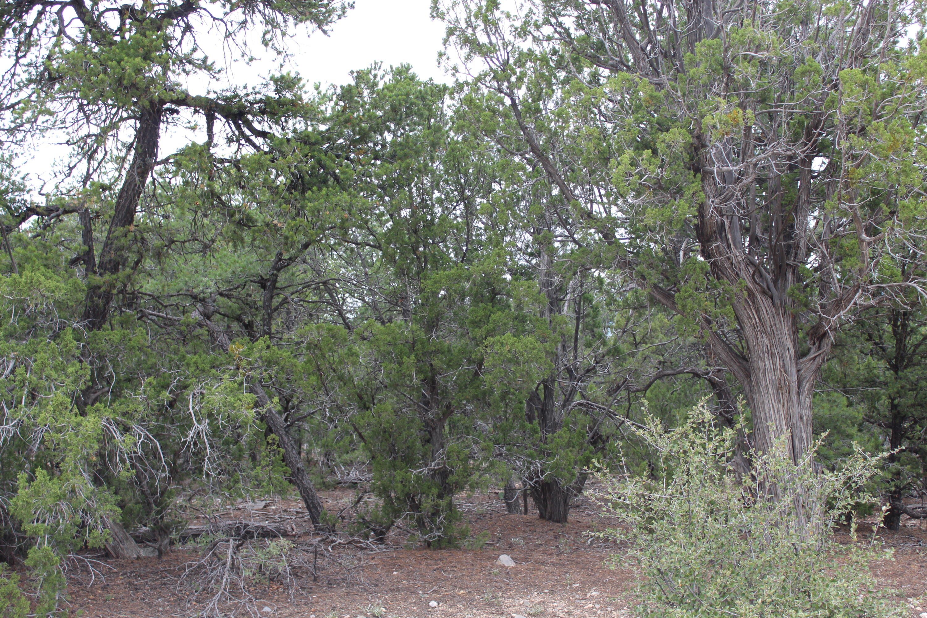 Photo 18 — 7 MANZANO Loop