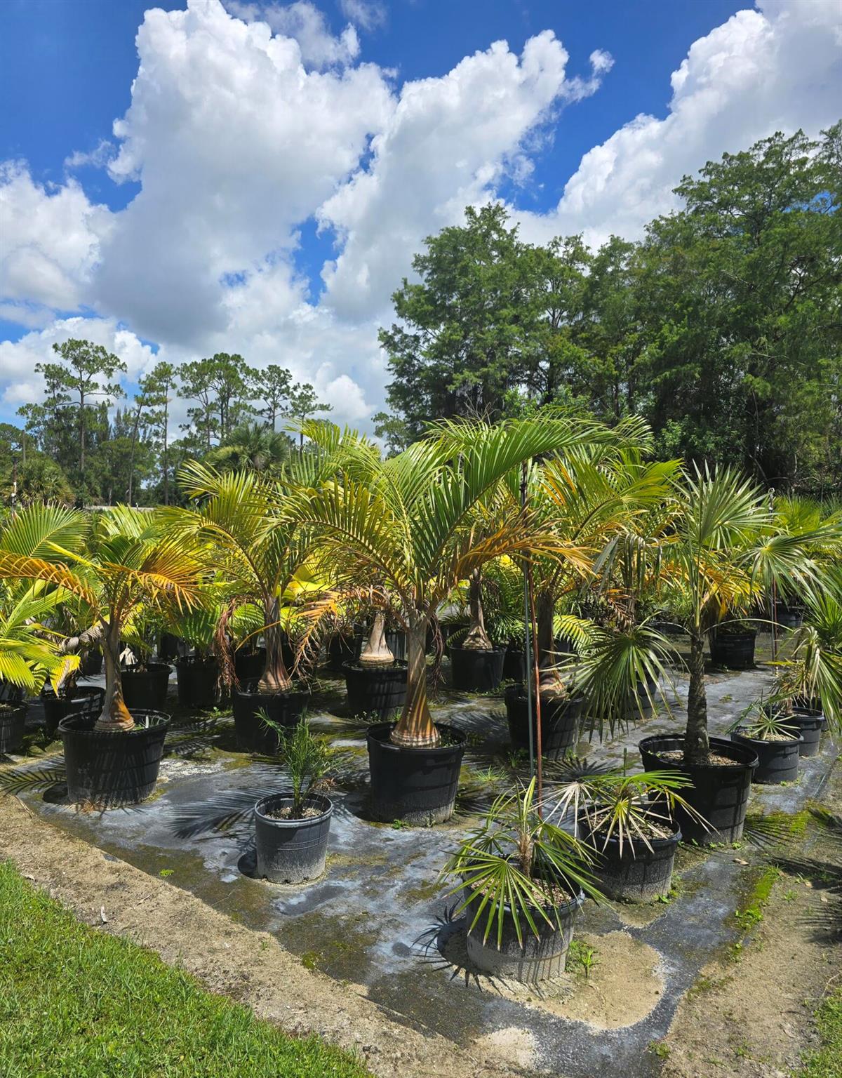 Homes for sale in Loxahatchee Groves, FL | 0000 B Road, Loxahatchee Groves, FL 33470 | MLS# R11123818