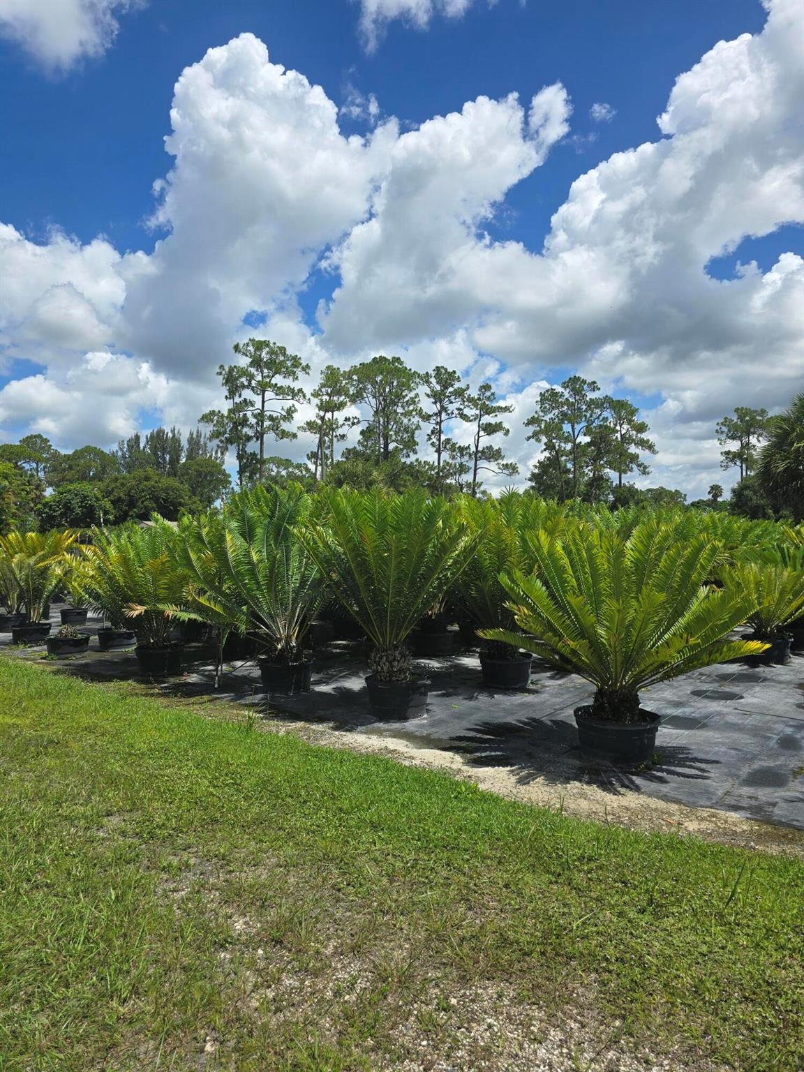 Homes for sale in Loxahatchee Groves, FL | 0000 B Road, Loxahatchee Groves, FL 33470 | MLS# R11123818