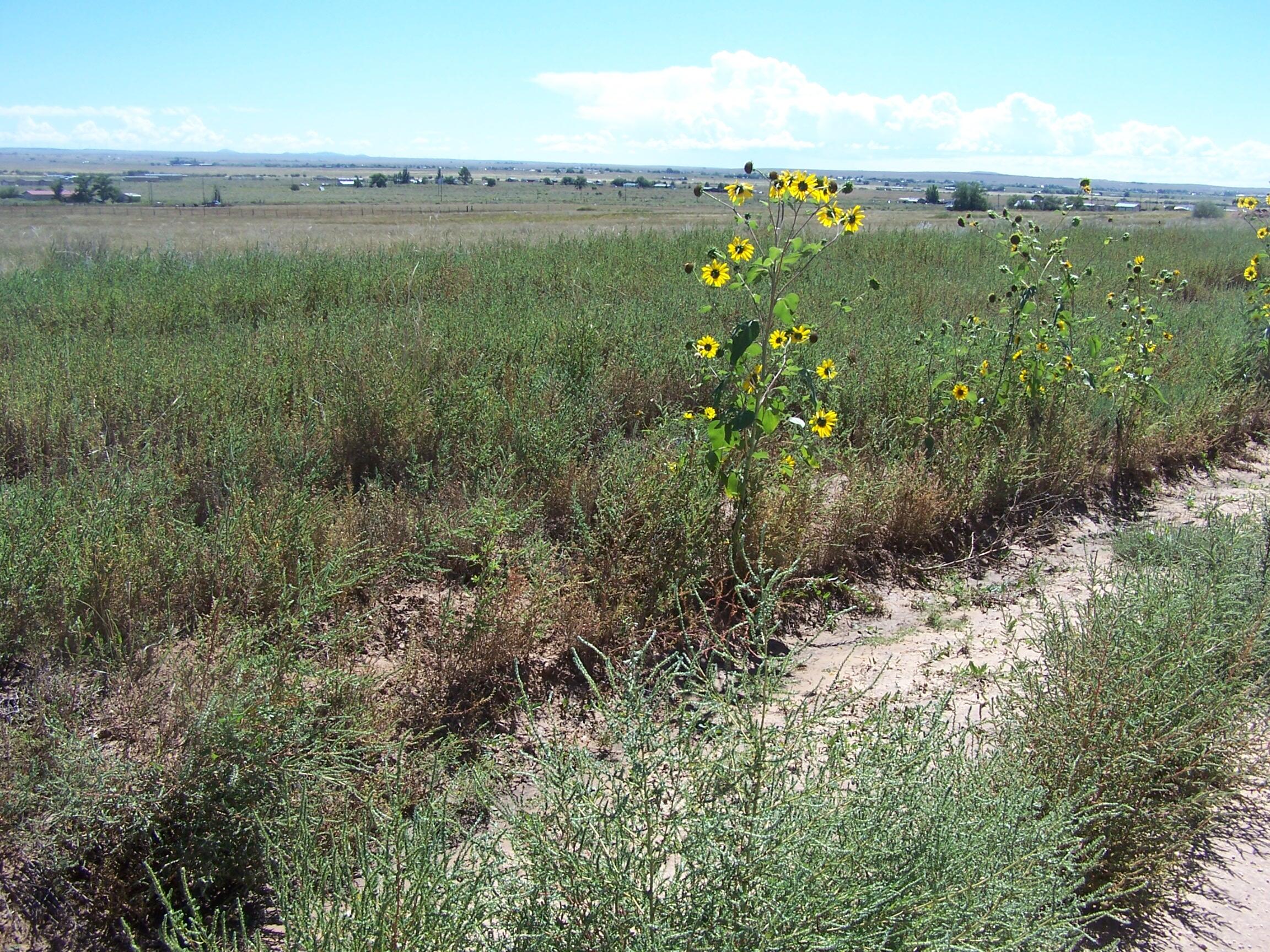 Homes for sale in Moriarty, NM | Leonard(Aka Bay), Moriarty, NM 87035 | MLS# 1091471