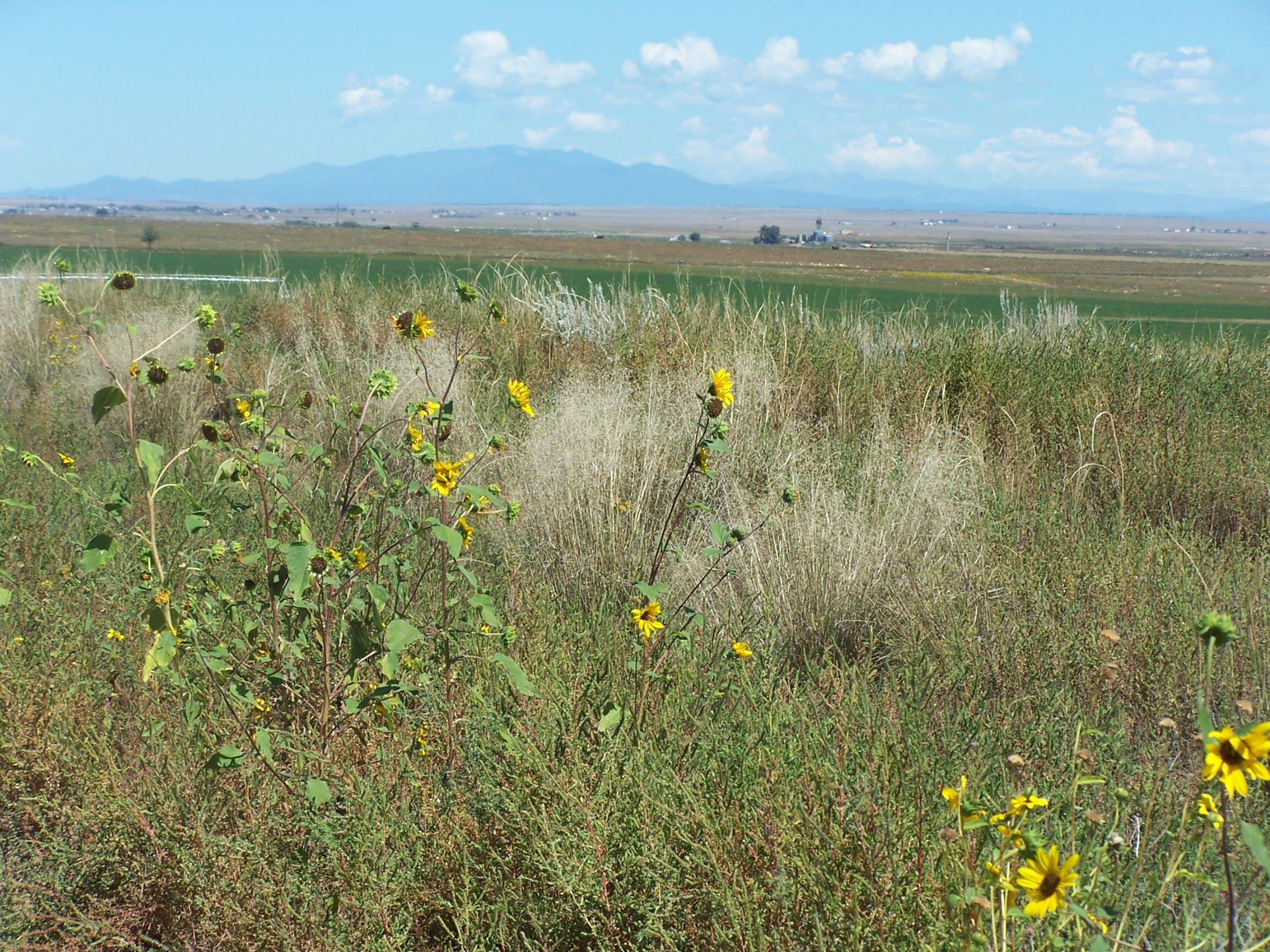 Homes for sale in Moriarty, NM | Leonard(Aka Bay), Moriarty, NM 87035 | MLS# 1091471