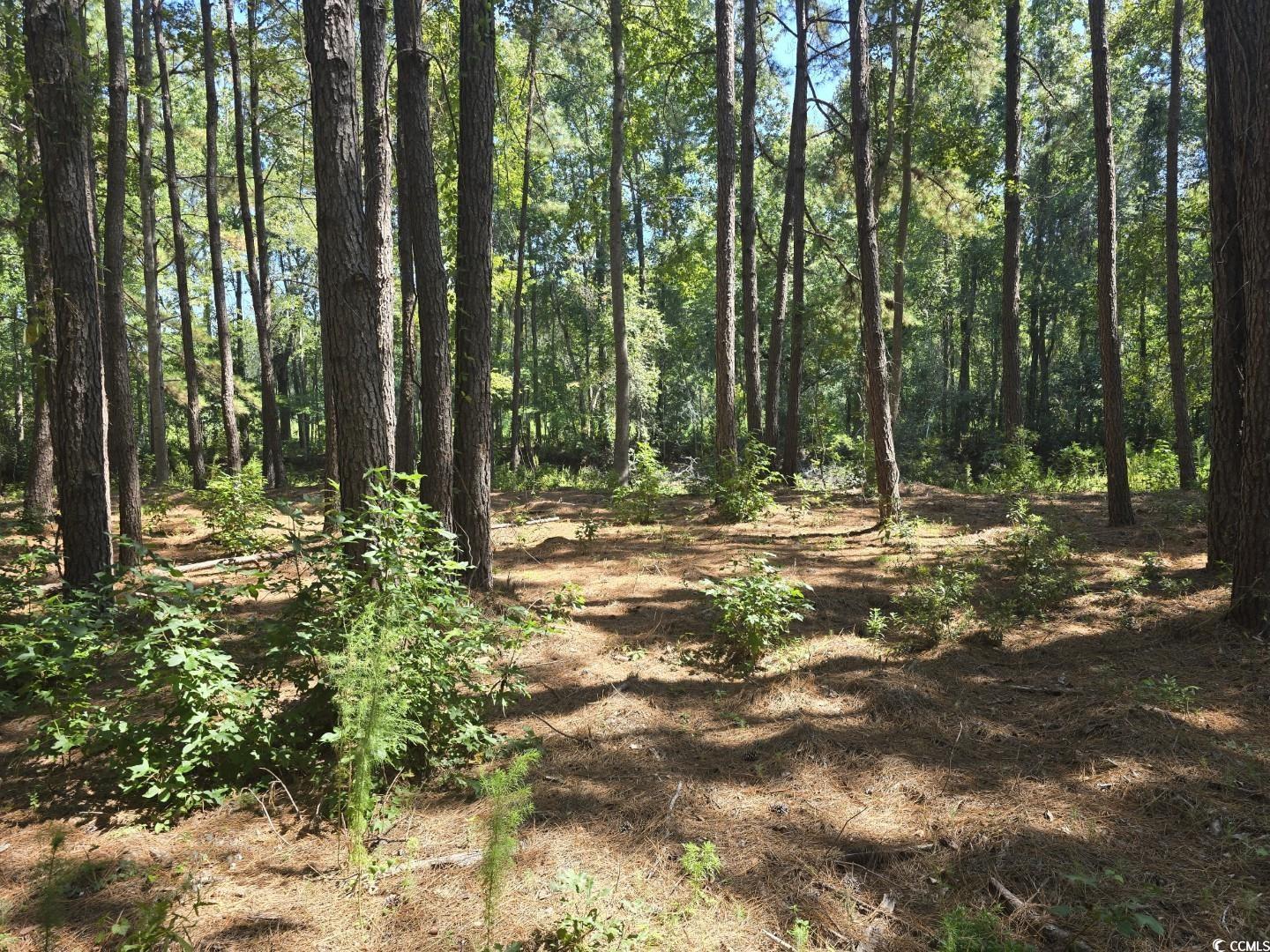 TBD Allen Dew Rd. Conway, SC 29527