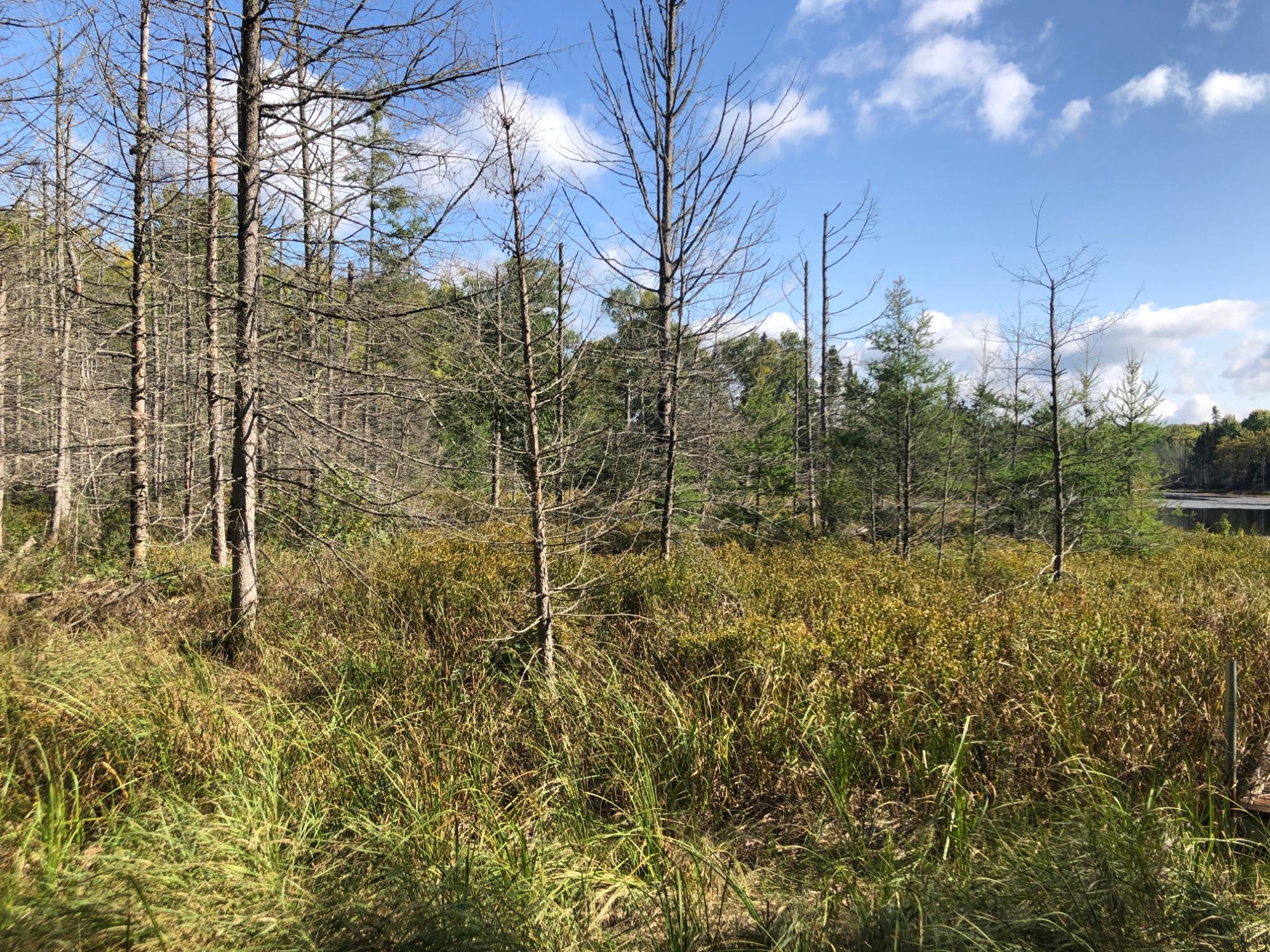 Undocumented Lake Property 8549 Crawford Lake Rd Photo 8