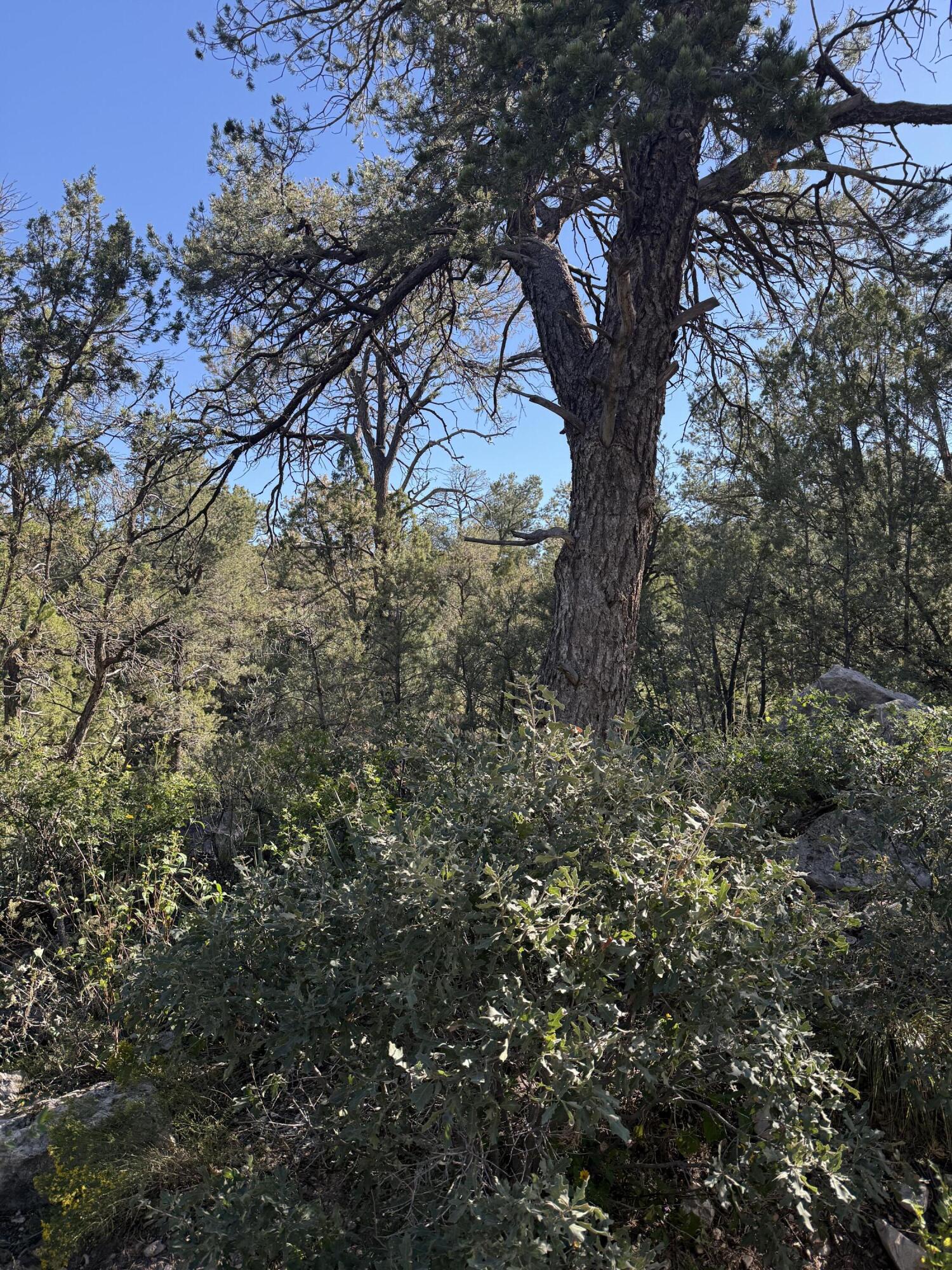 Homes for sale in Sandia Park, NM | 36 Gilbert Pl, Sandia Park, NM 87047 | MLS# 1091577