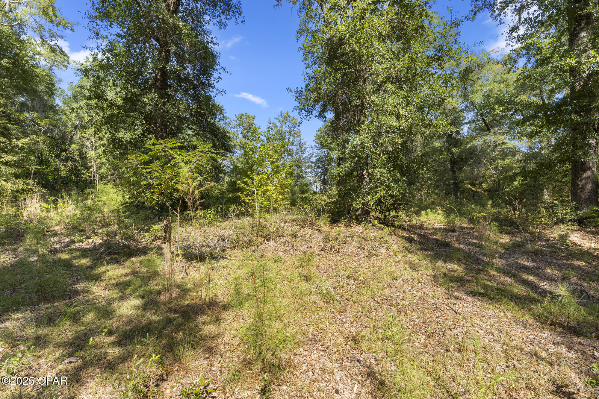 Image 3 For 3126 Magnolia Drive