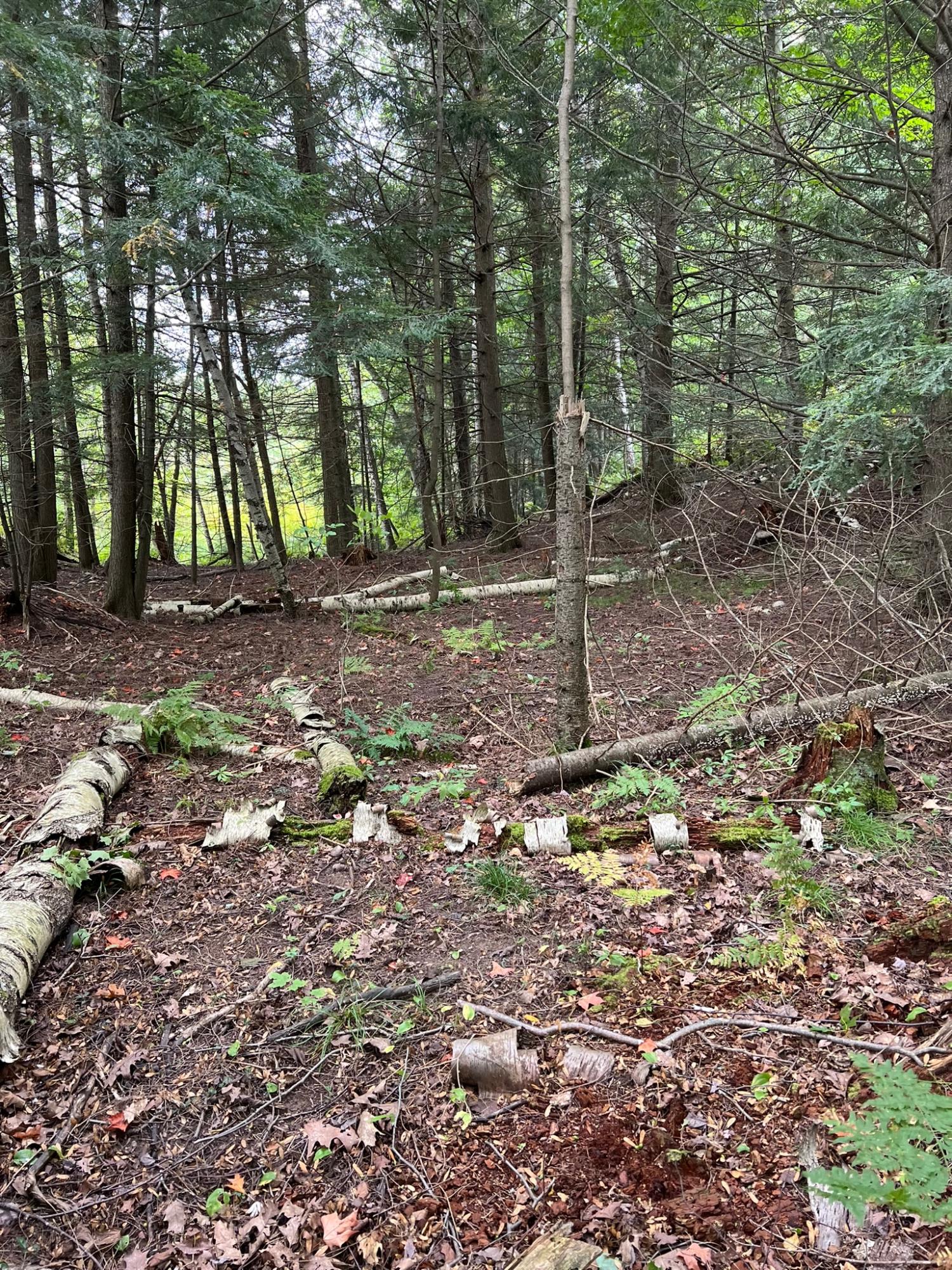 Booth Lake Property Off Booth Lake Rd Photo 12