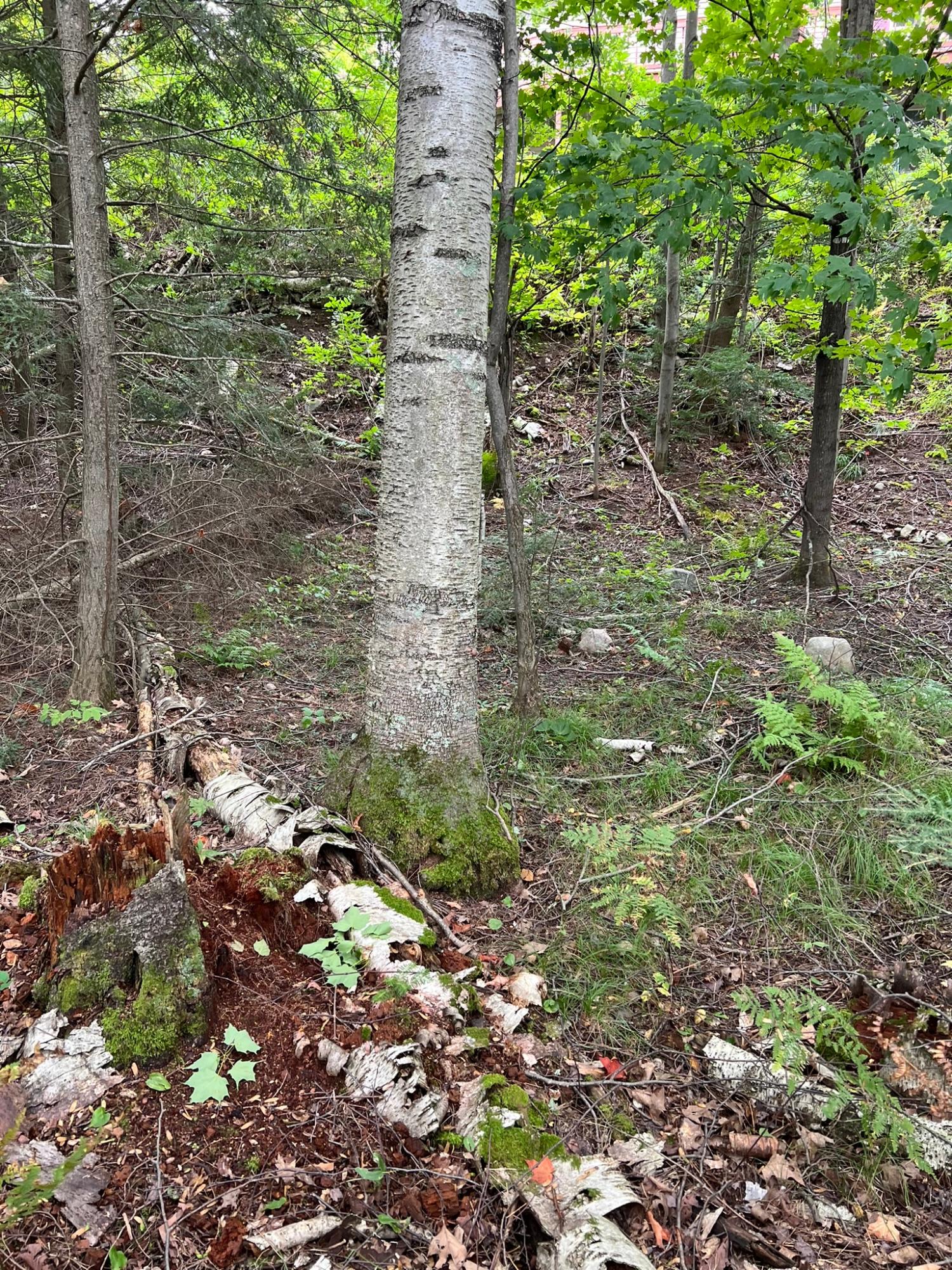 Booth Lake Property Off Booth Lake Rd Photo 13
