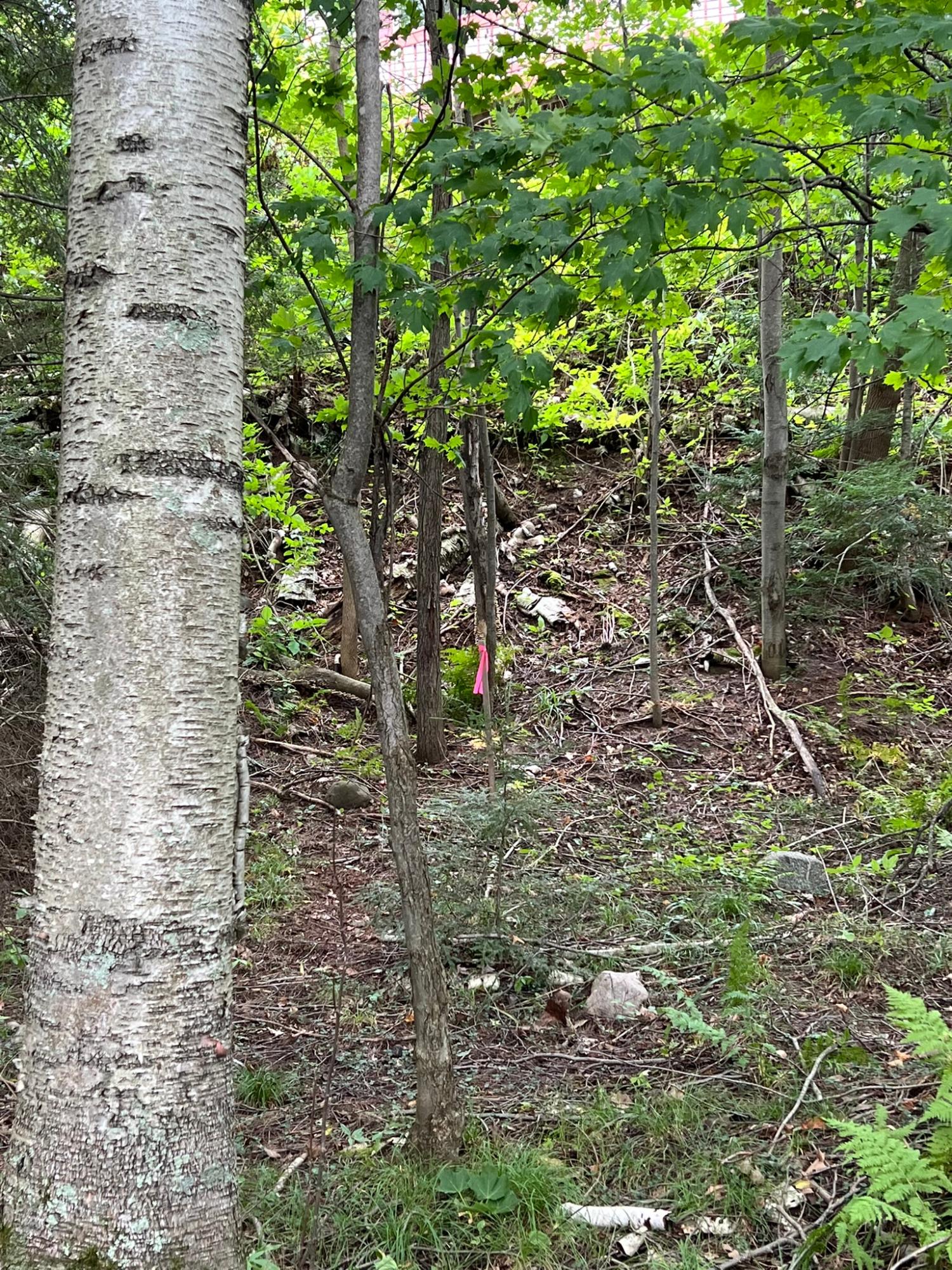 Booth Lake Property Off Booth Lake Rd Photo 14