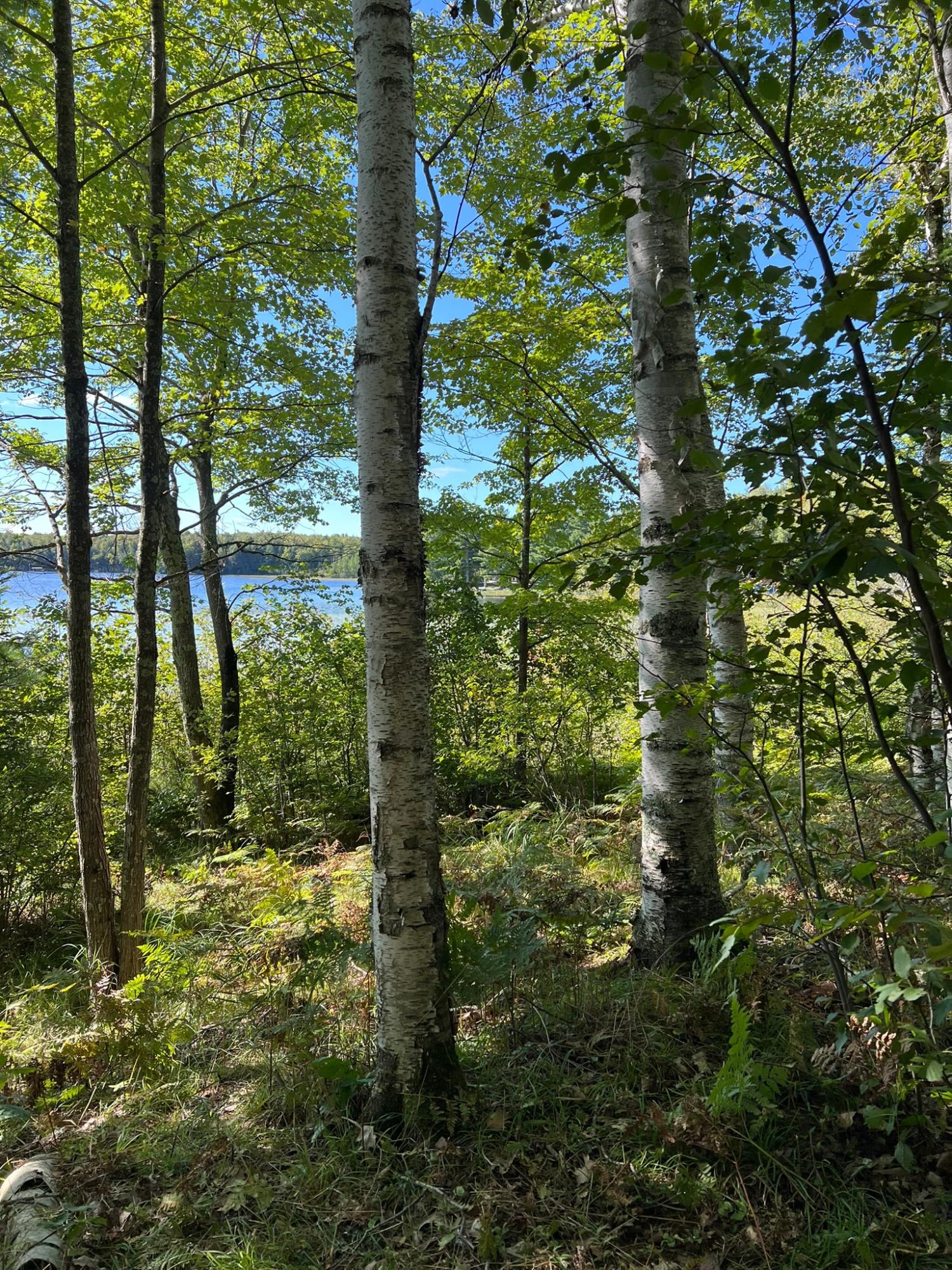 Booth Lake Property Off Booth Lake Rd Photo 17