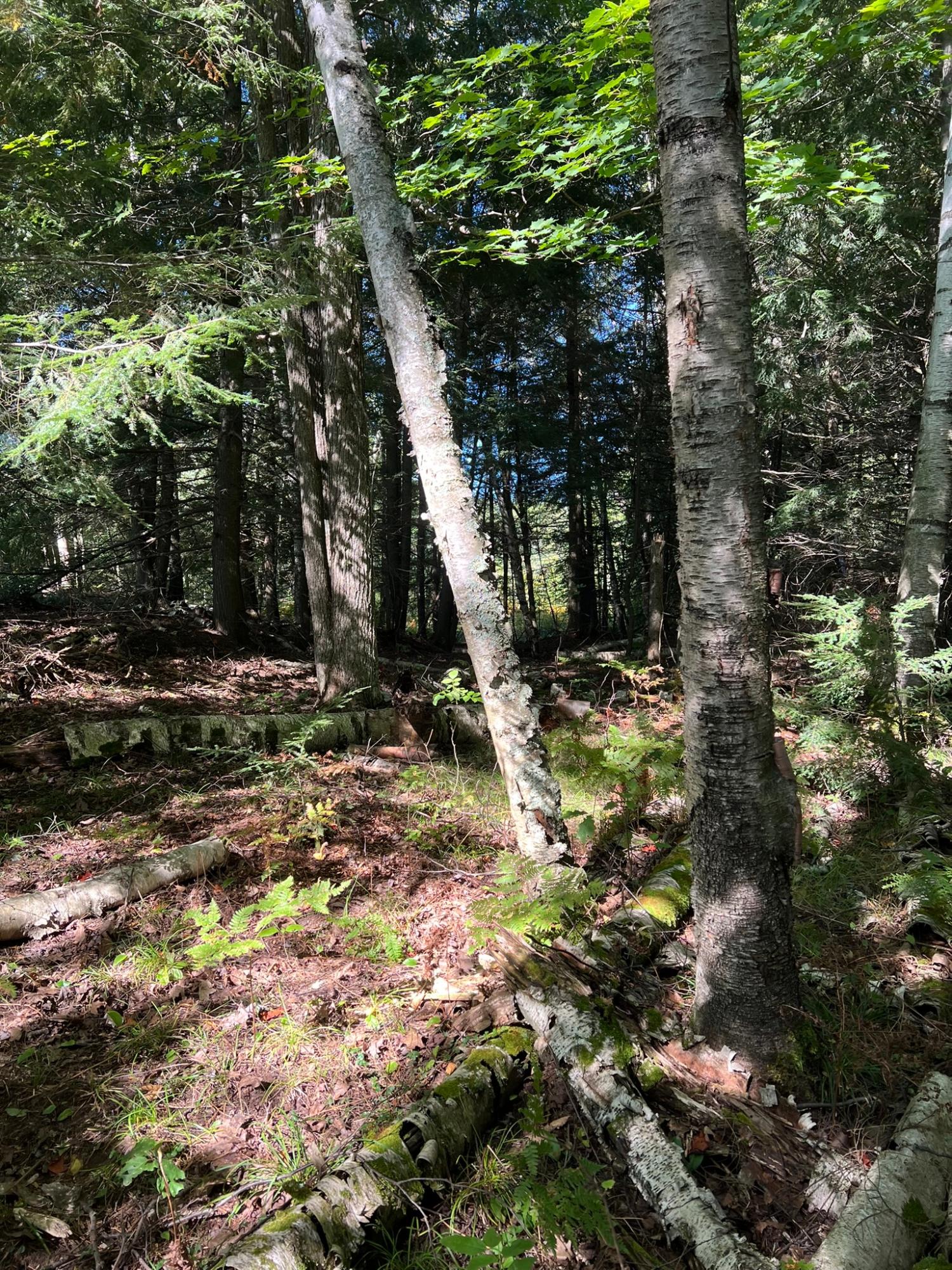 Booth Lake Property Off Booth Lake Rd Photo 19