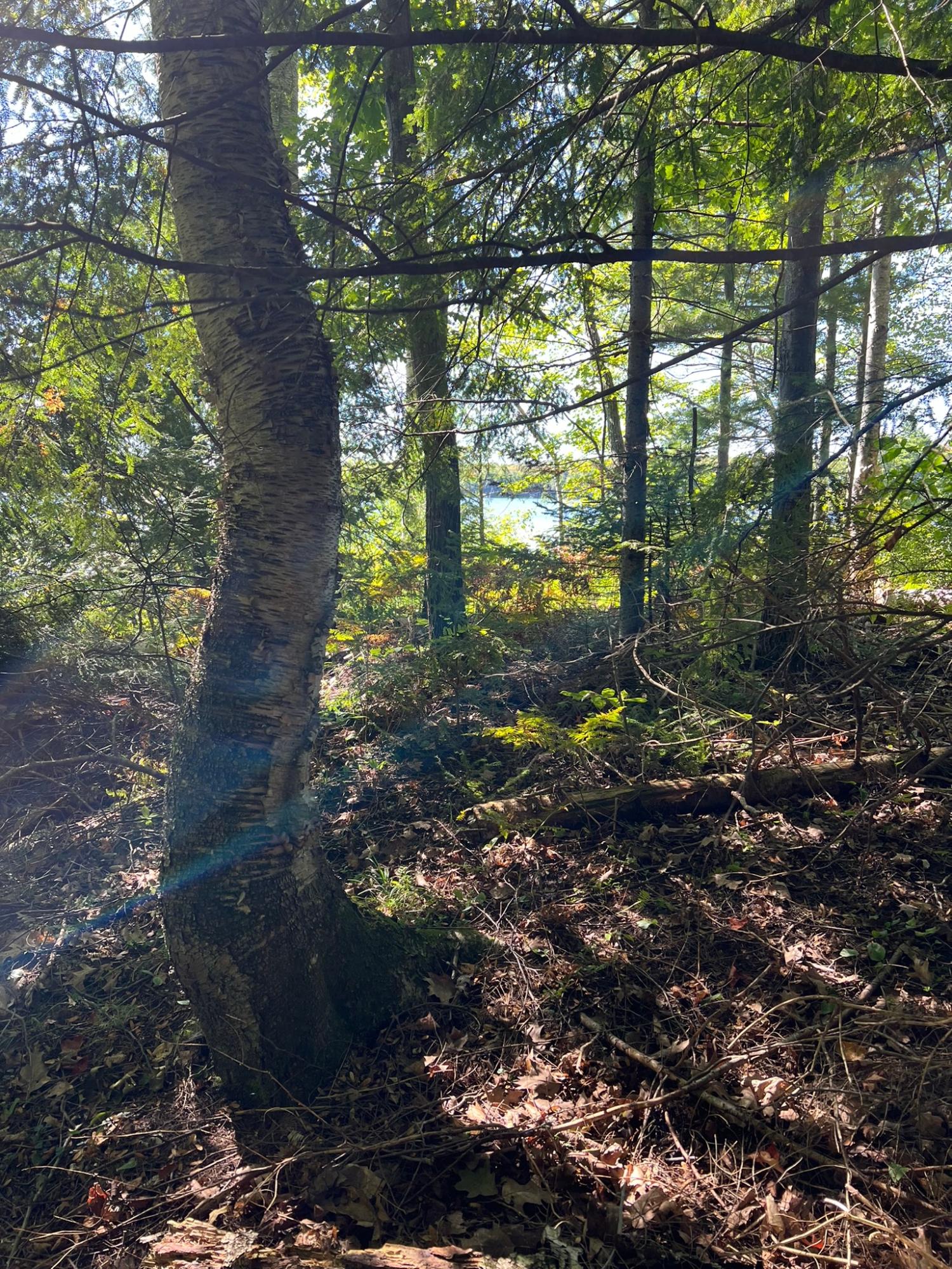 Booth Lake Property Off Booth Lake Rd Photo 26