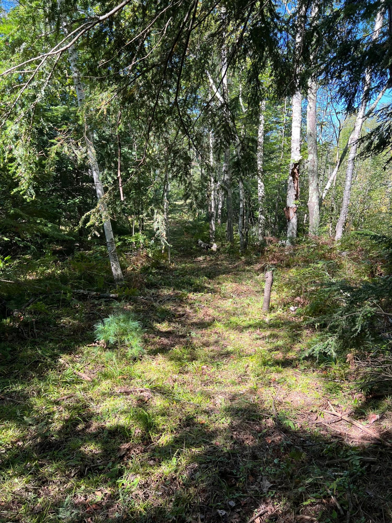 Booth Lake Property Off Booth Lake Rd Photo 27