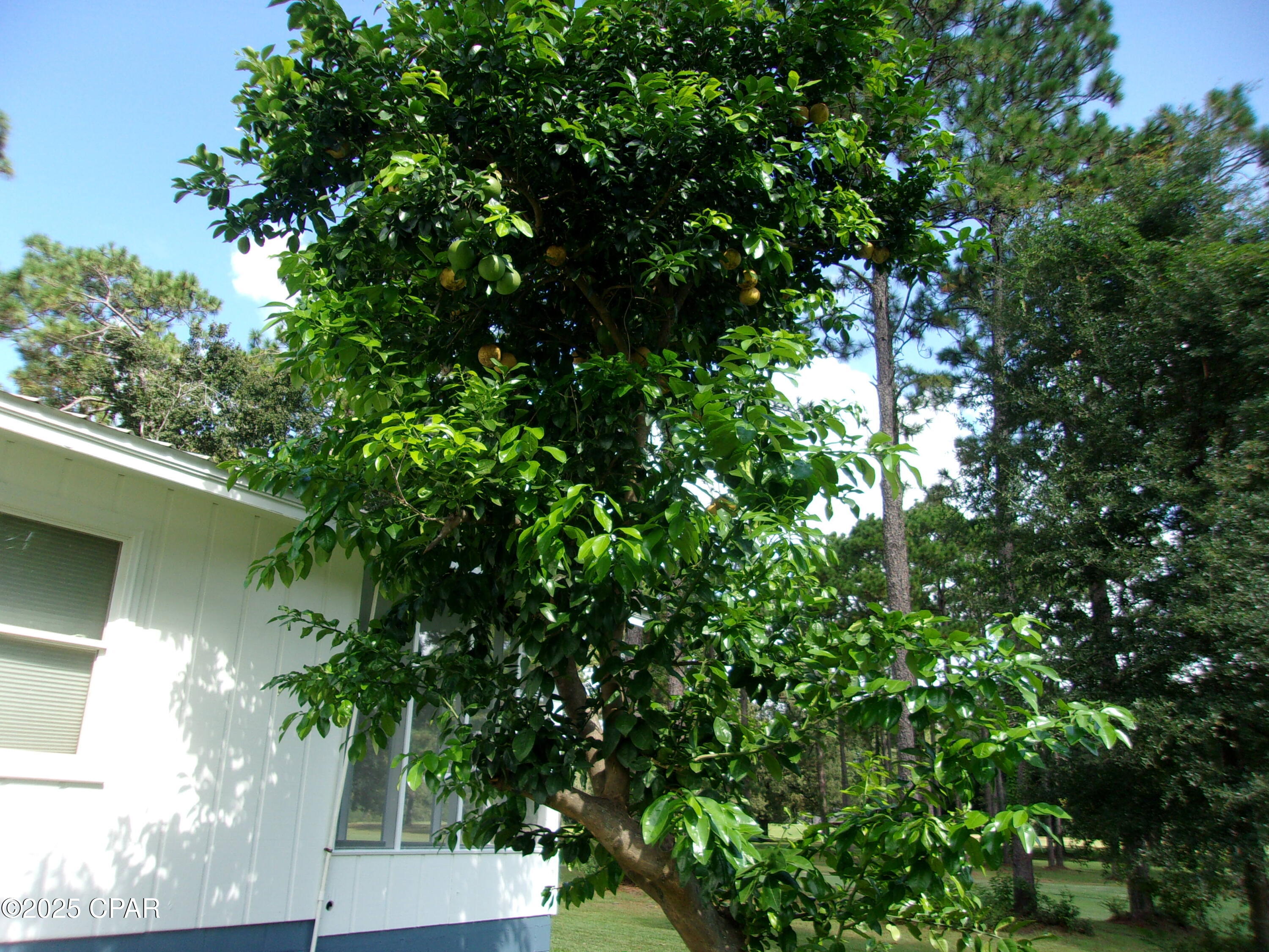 Listing photo id 32 for 2735 Muir Lane