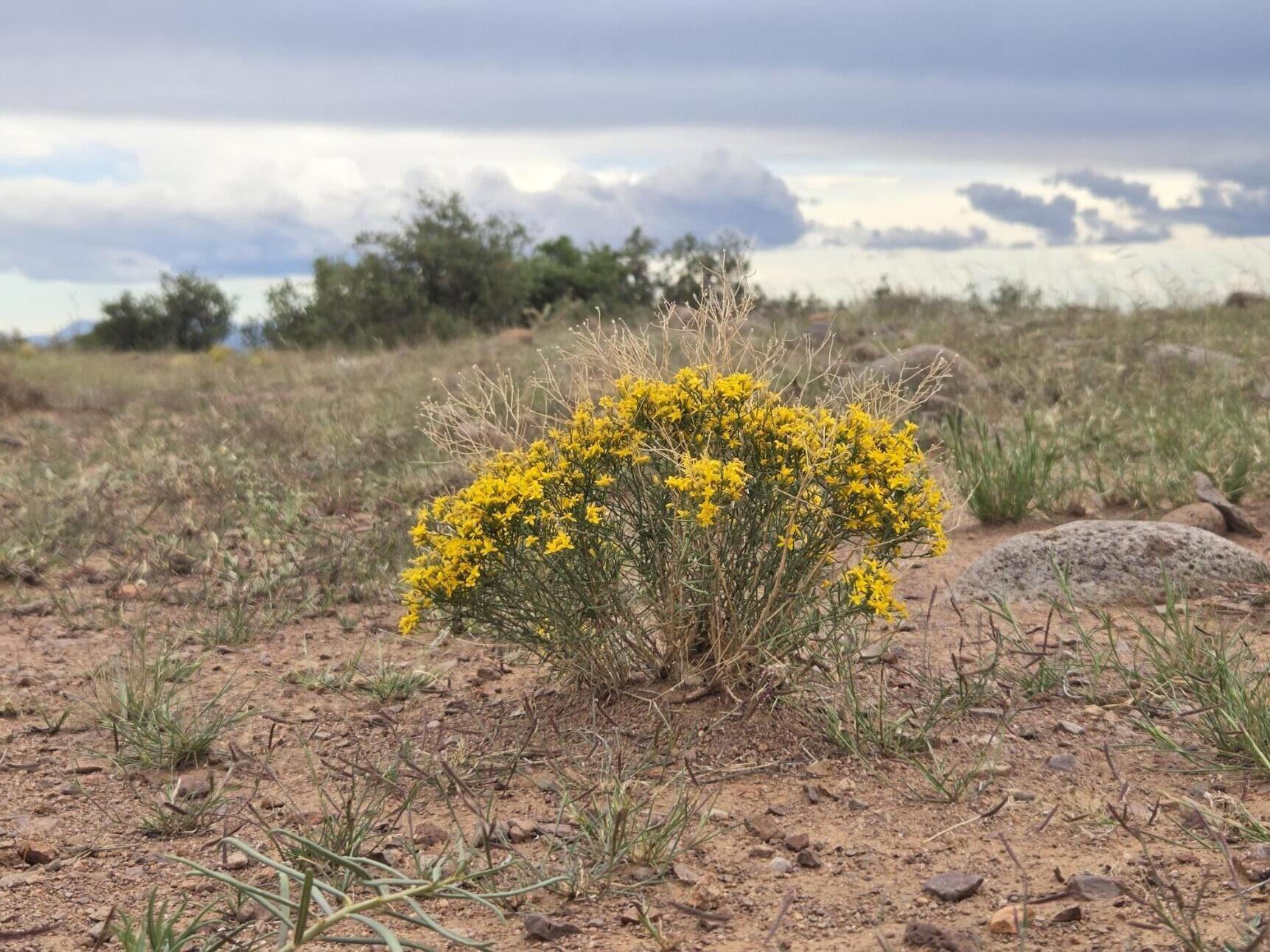 Homes for sale in San Antonio, NM | Vl Willow Springs Ranch Lot 2 9, San Antonio, NM 87832 | MLS# 1092073