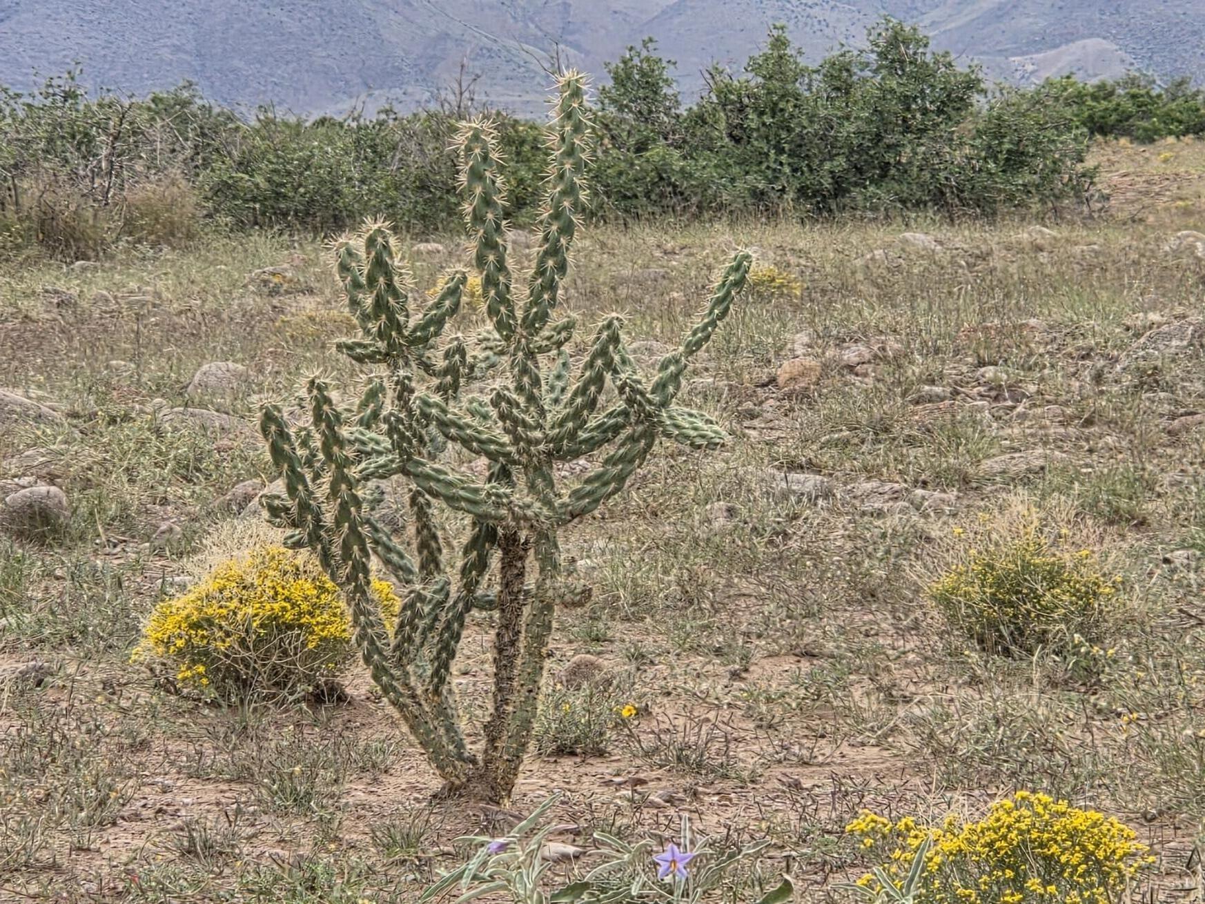 Homes for sale in San Antonio, NM | Vl Willow Springs Ranch Lot 2 6, San Antonio, NM 87832 | MLS# 1092074