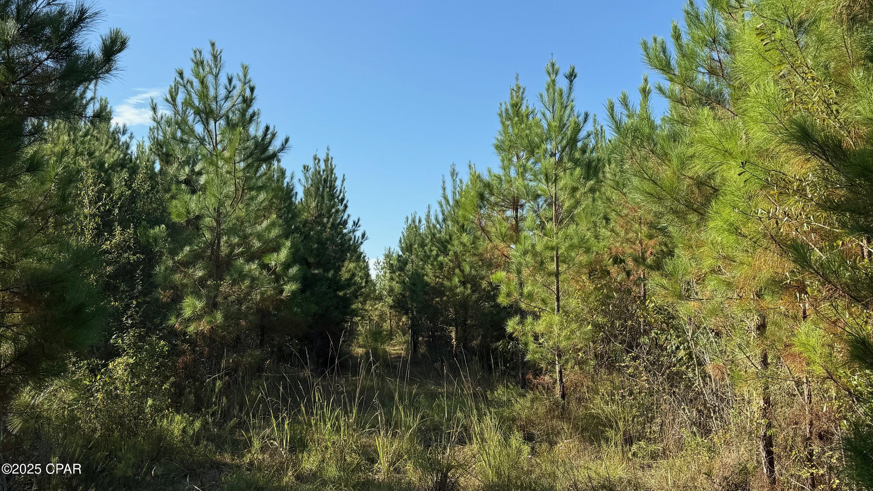 Homes for sale in Graceville, FL | 0 Hwy 2, Graceville, FL 32440 | MLS# 779817