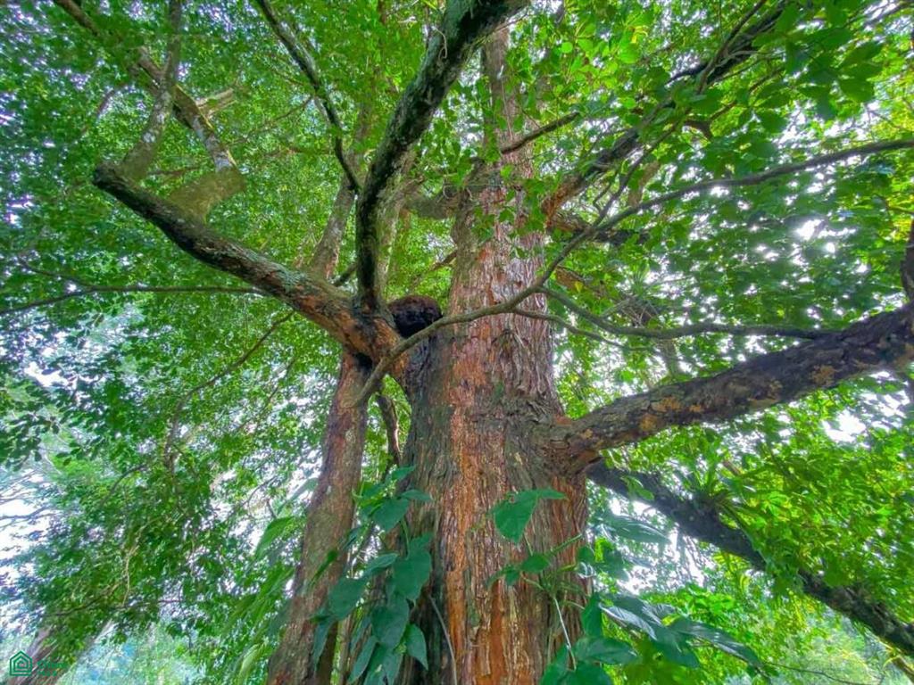 0 bed Land For Sale in Osa, Puntarenas - 1