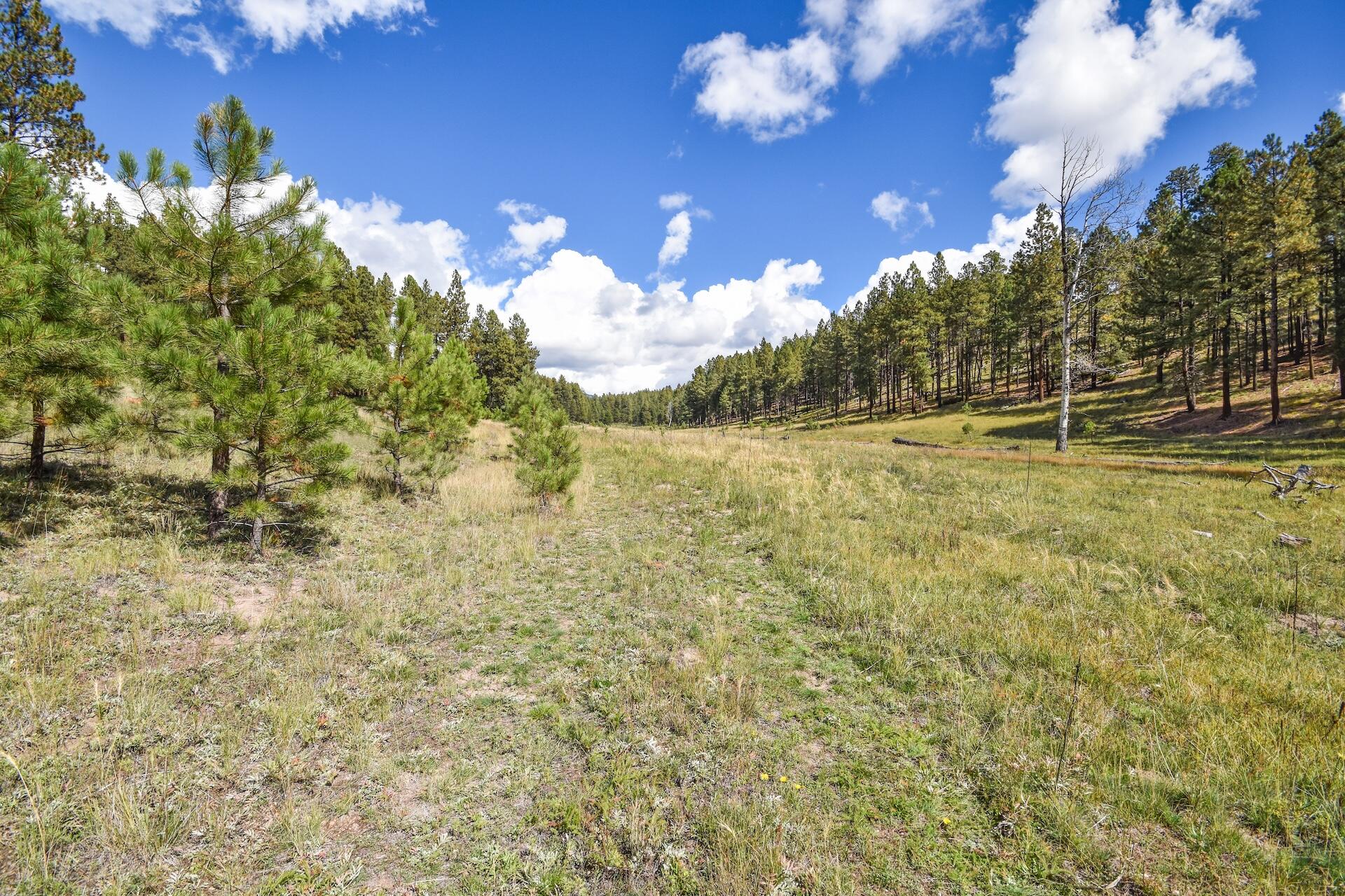 Homes for sale in Jemez Springs, NM | 275 Acres Jemez Mountain Forest Rd 10, Jemez Springs, NM 87025 | MLS# 1092457