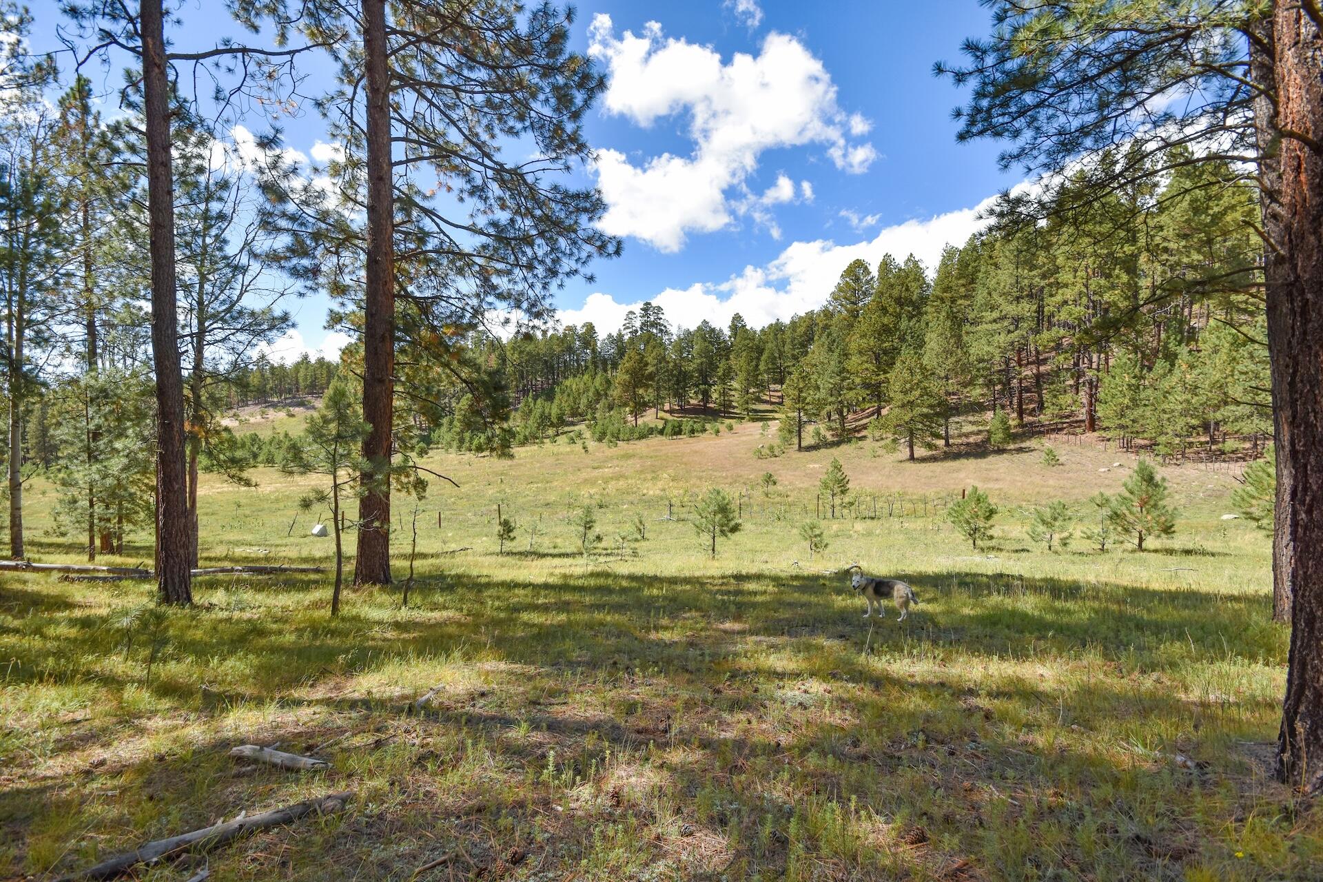 Homes for sale in Jemez Springs, NM | 275 Acres Jemez Mountain Forest Rd 10, Jemez Springs, NM 87025 | MLS# 1092457